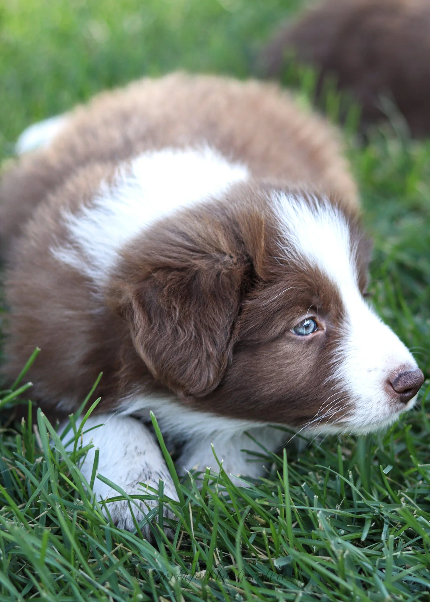 6 weeks old