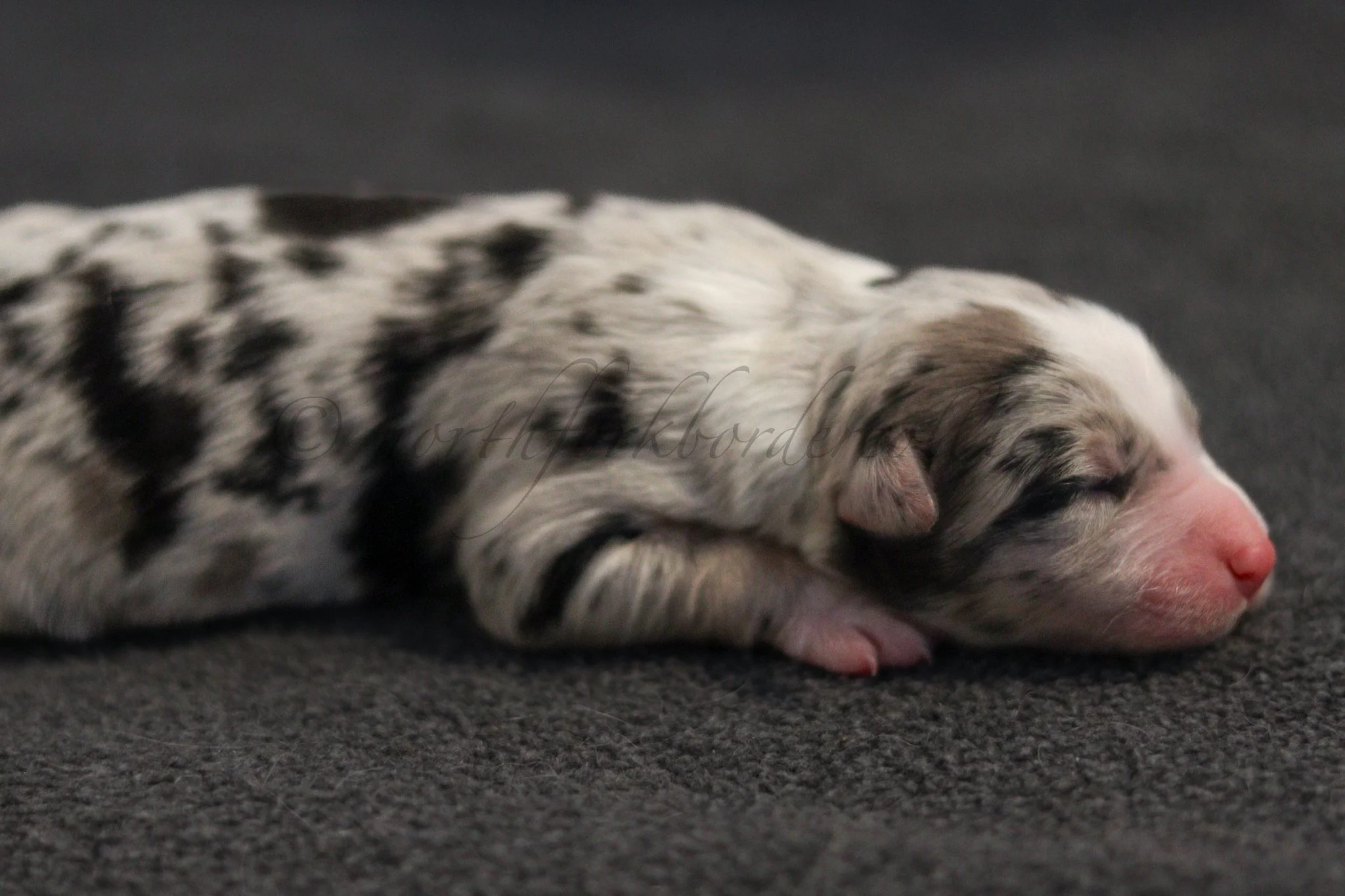 Ornn - blue merle tri male - 1 day old