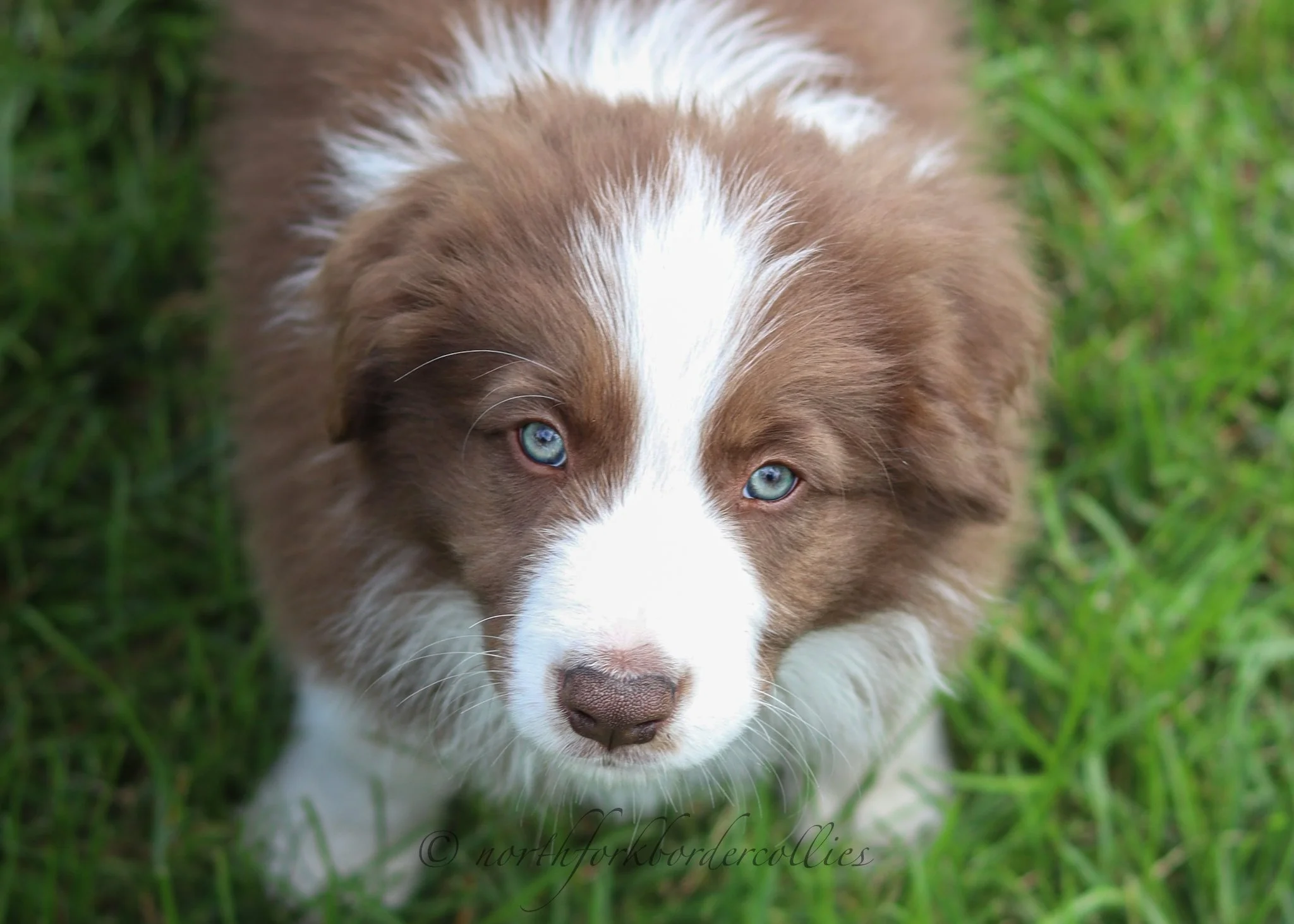 8 weeks old