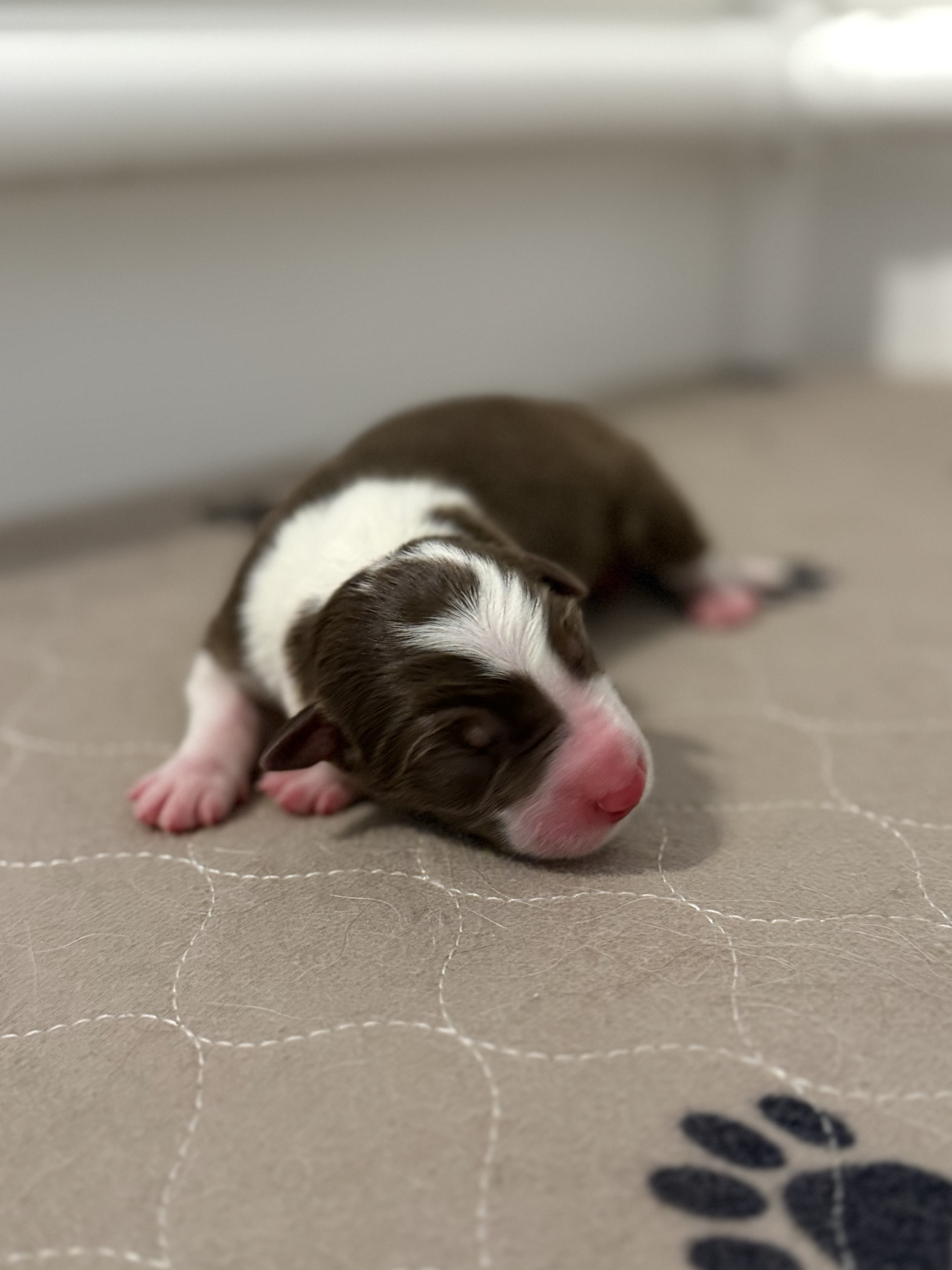 Charlie - red tri male - one day old