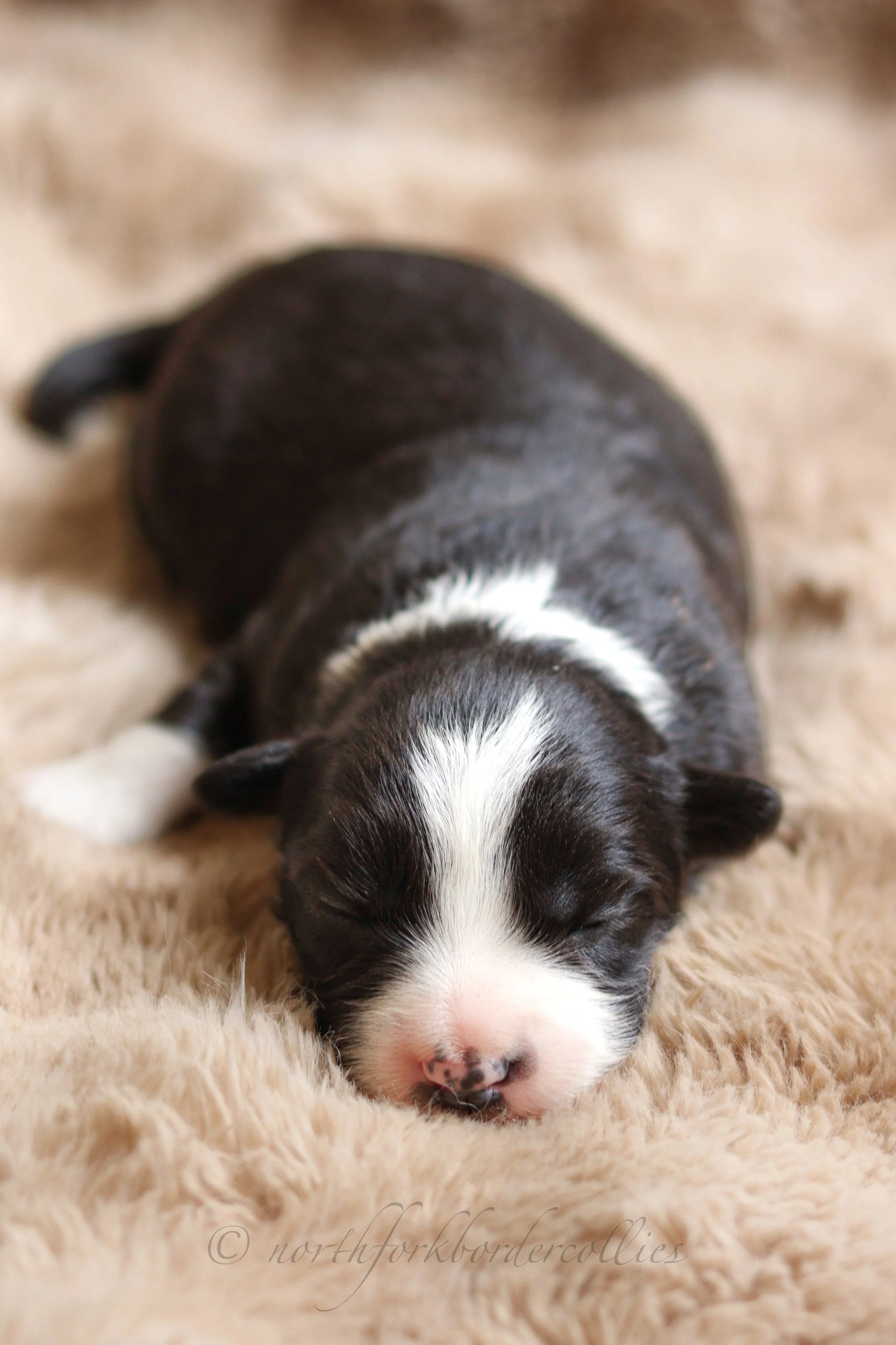Rebel - female - 1 week old