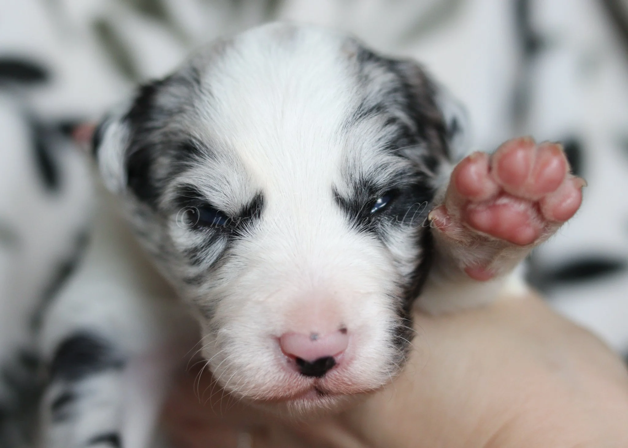 Ryze - blue merle male - 2 weeks old