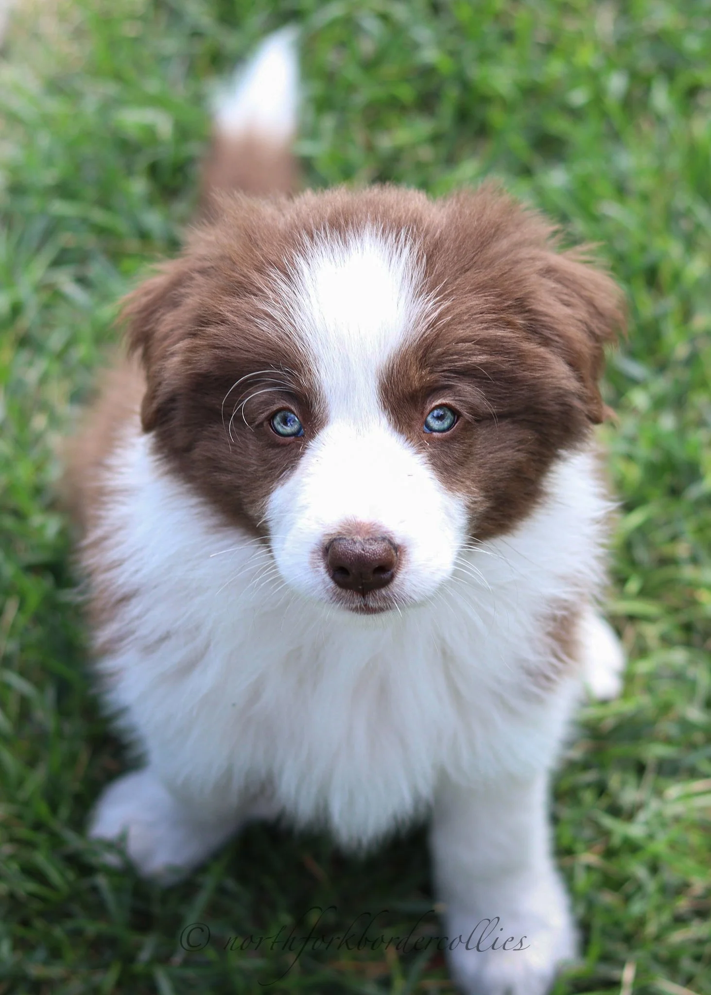 8 weeks old