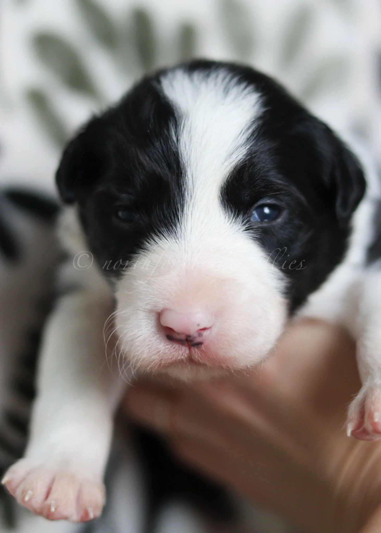 Jinx - black and white female - 2 weeks old