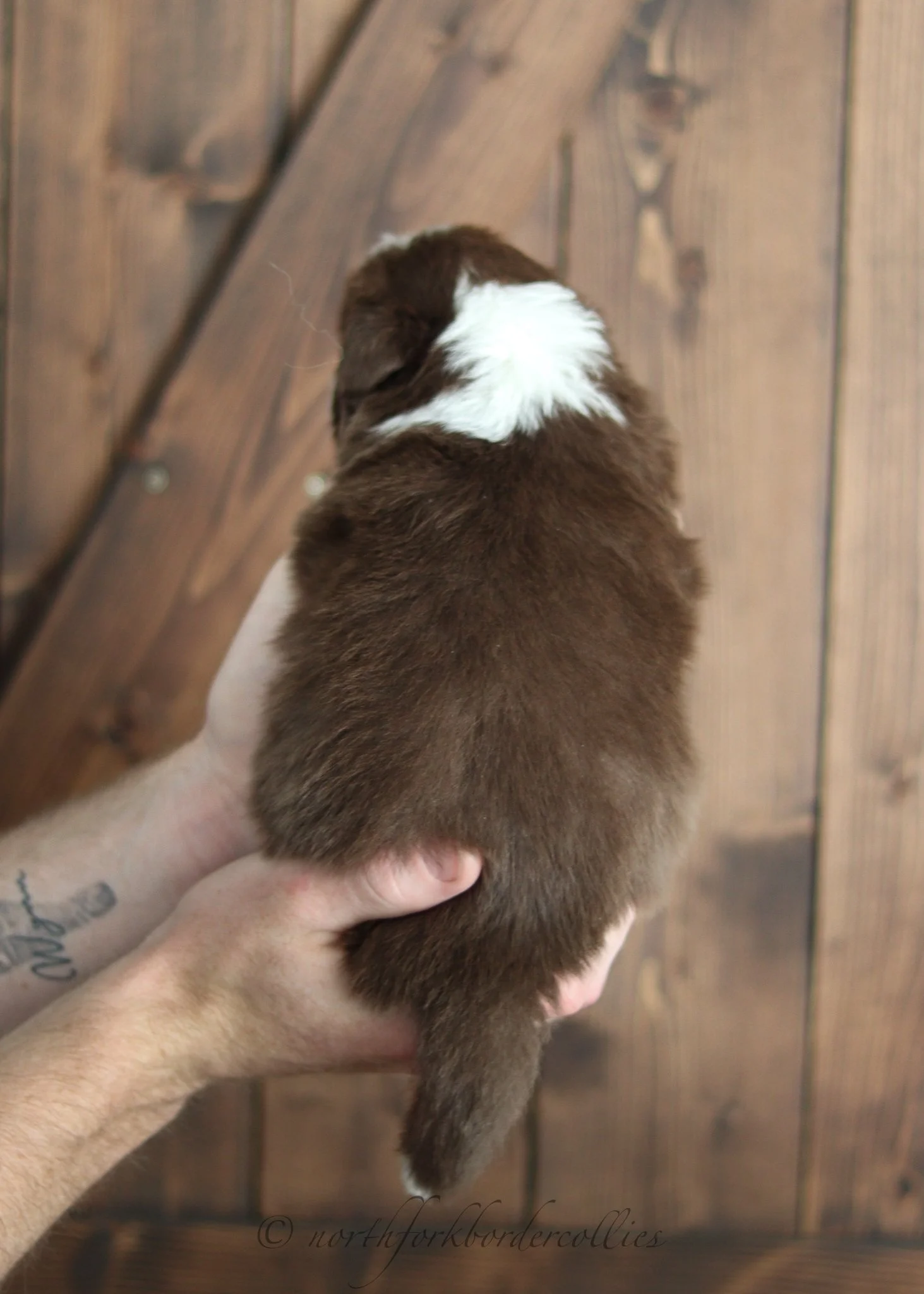 3 weeks old