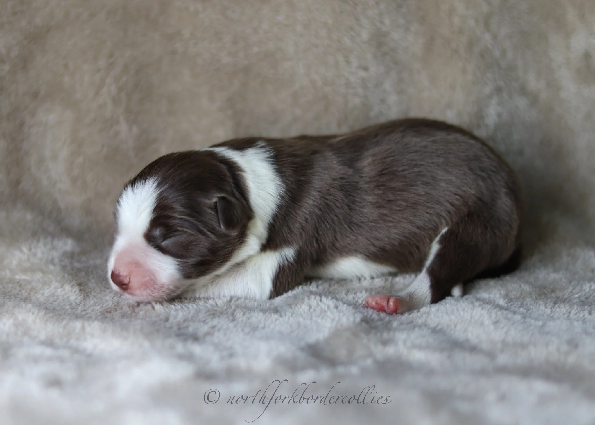 1 day old