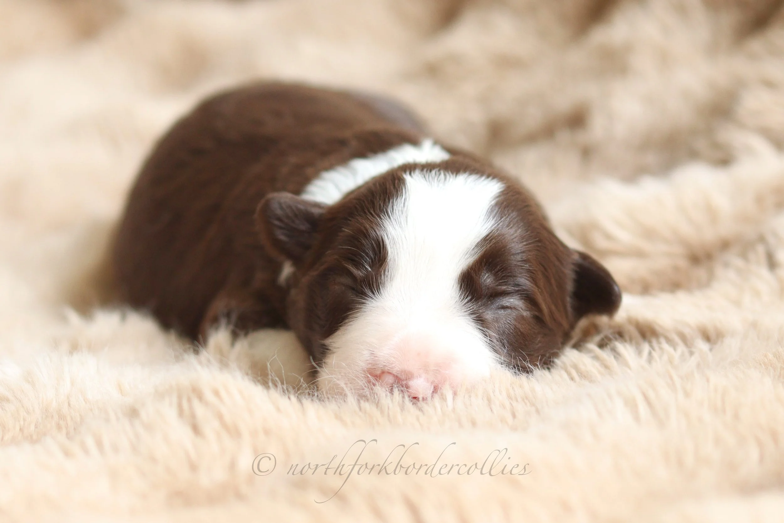 Jedi - female - 1 week old