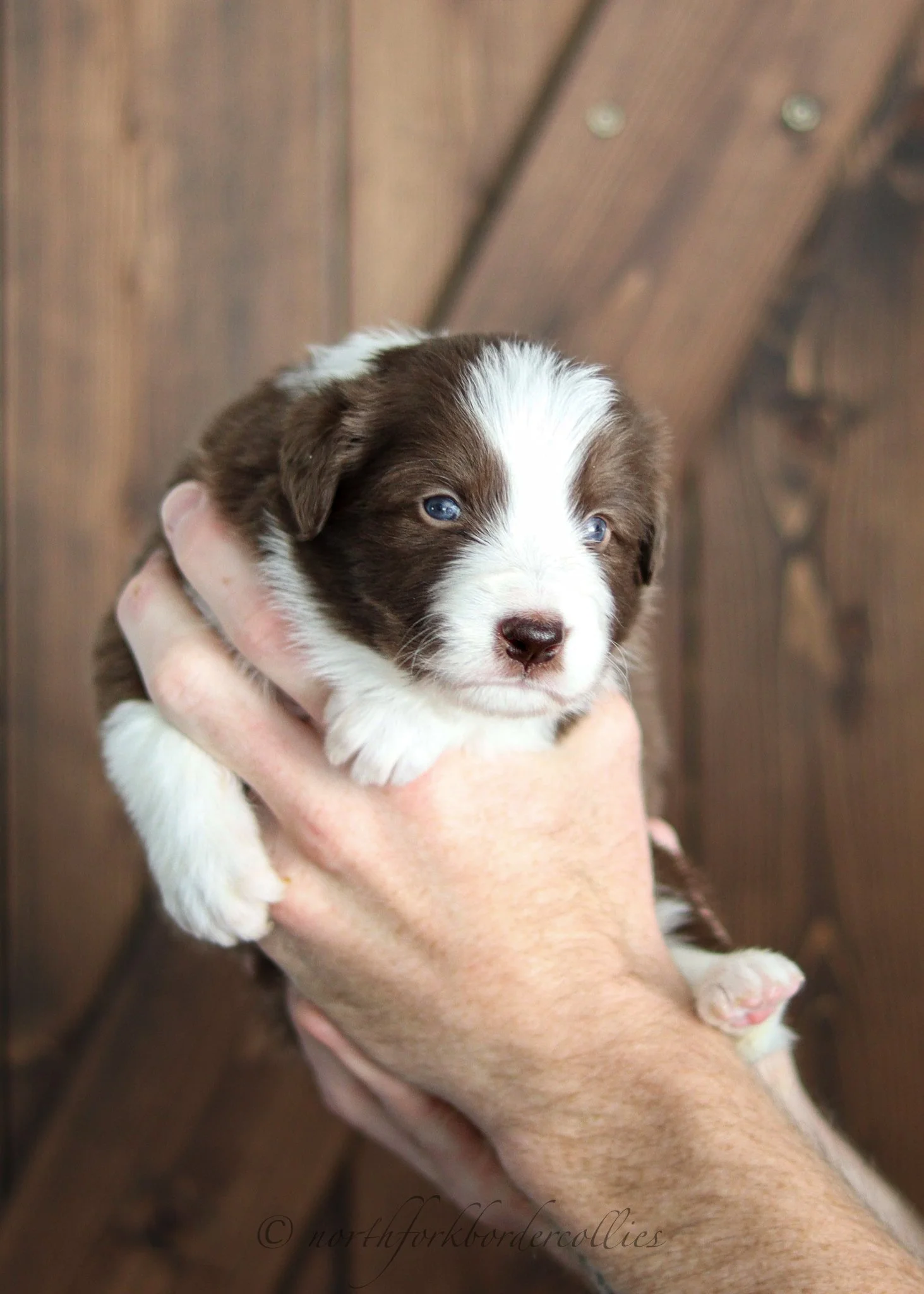 3 weeks old