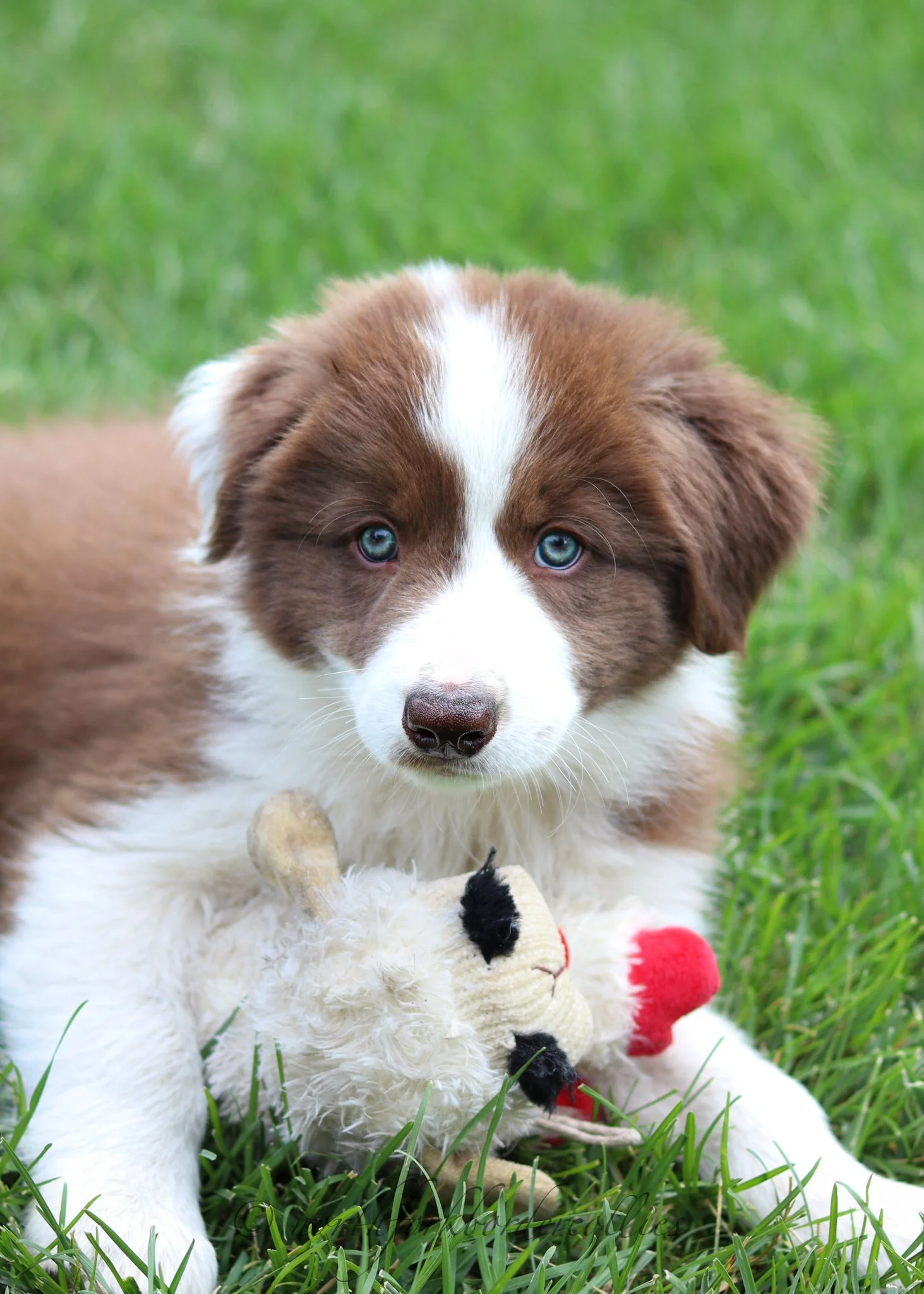 8 weeks old