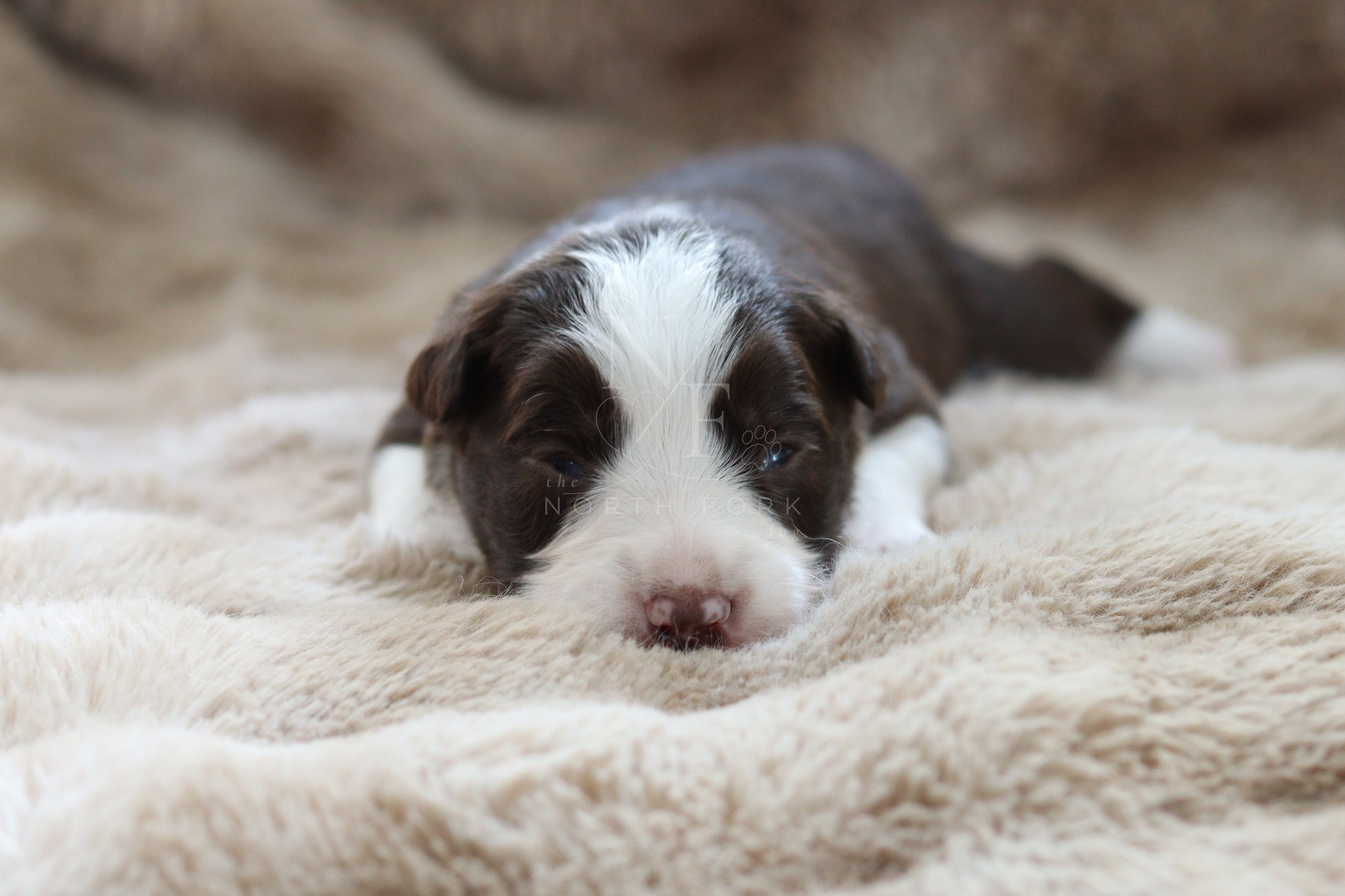 Jedi - female - 2 weeks old