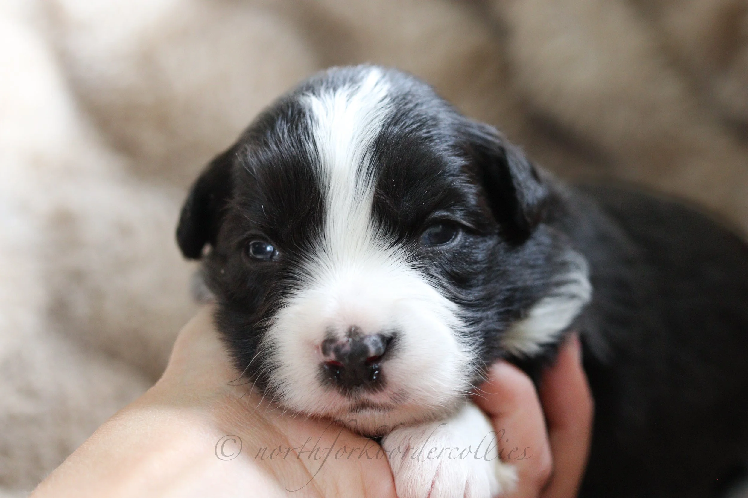 Rebel - female - 2 weeks old