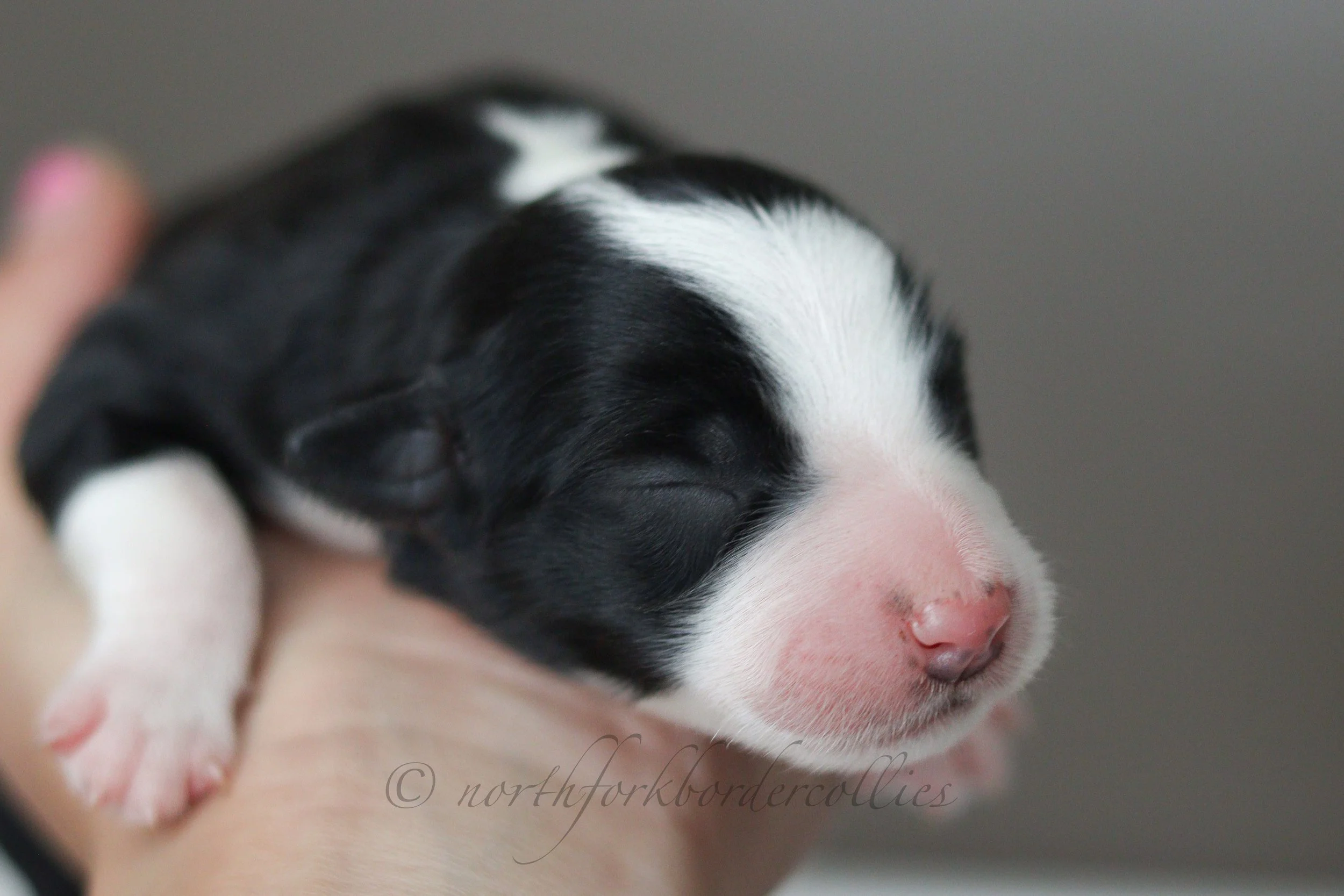 Force - female - 1 day old