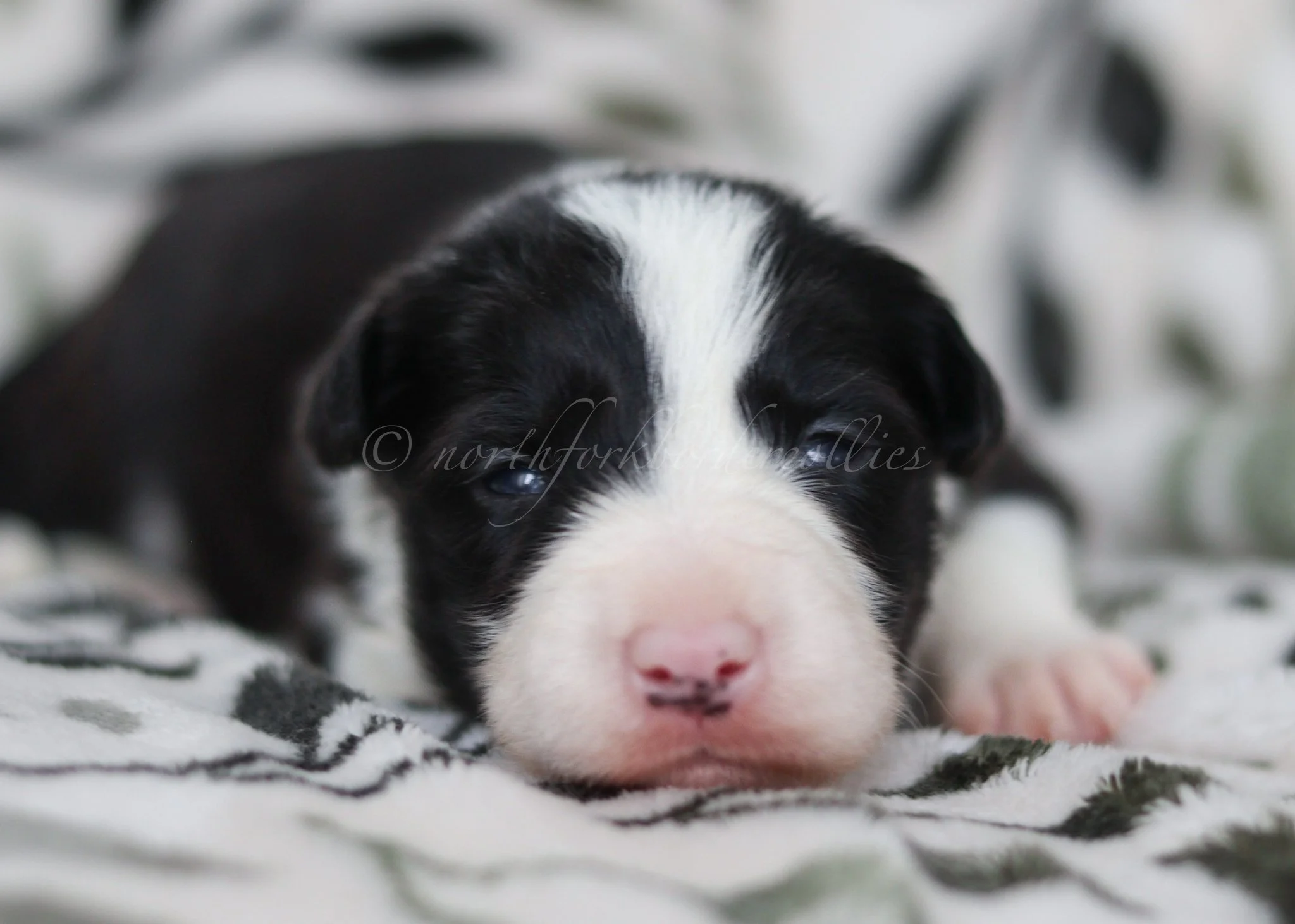 Jinx - black and white female - 2 weeks old