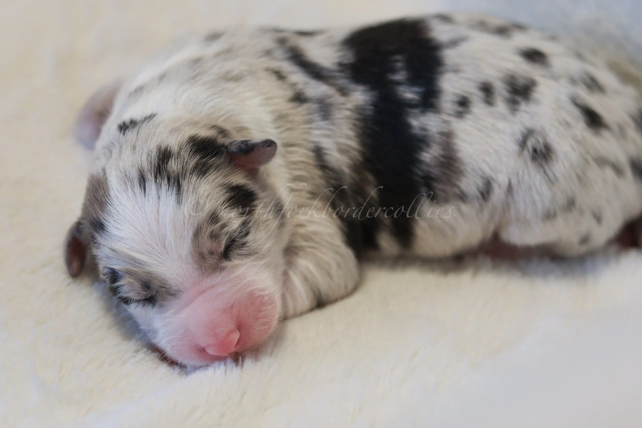 Ornn - blue merle tri male - 3 days old