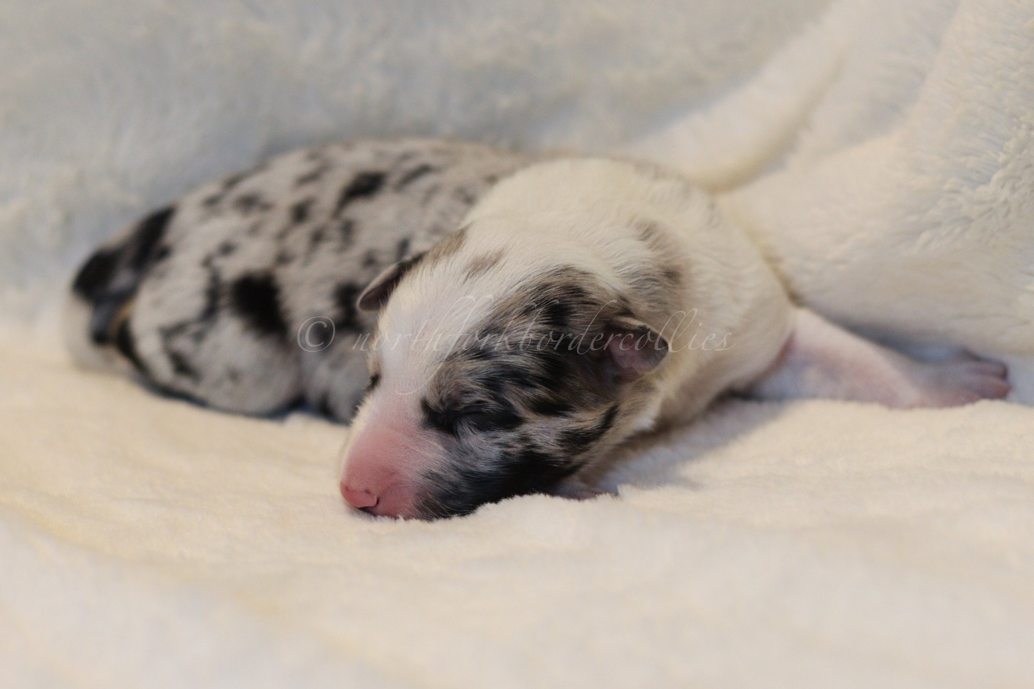 Ryze - blue merle male - 3 days old