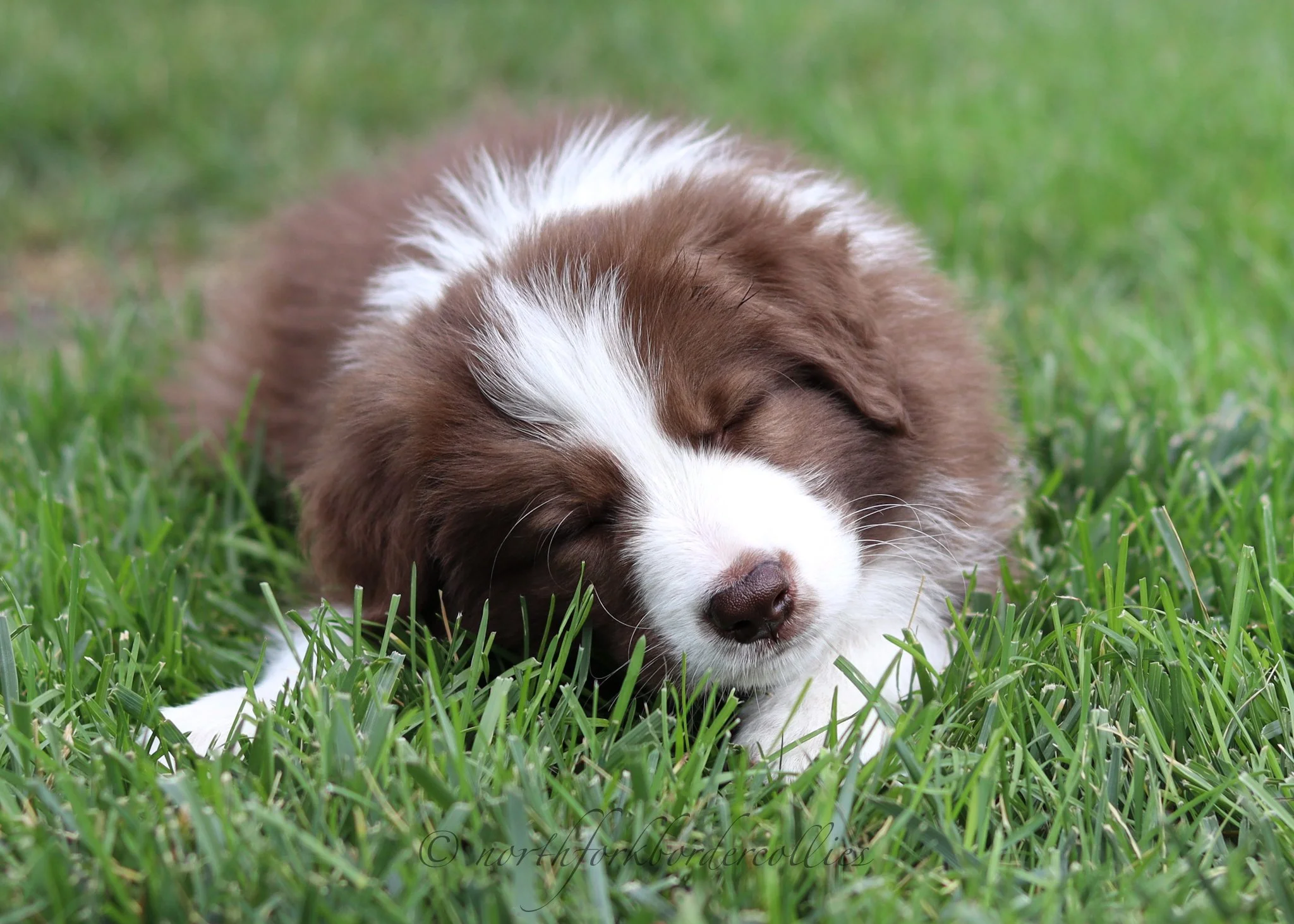 7 weeks old