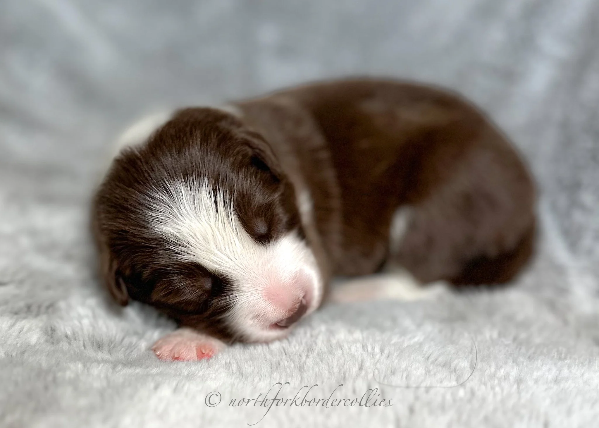 1 week old