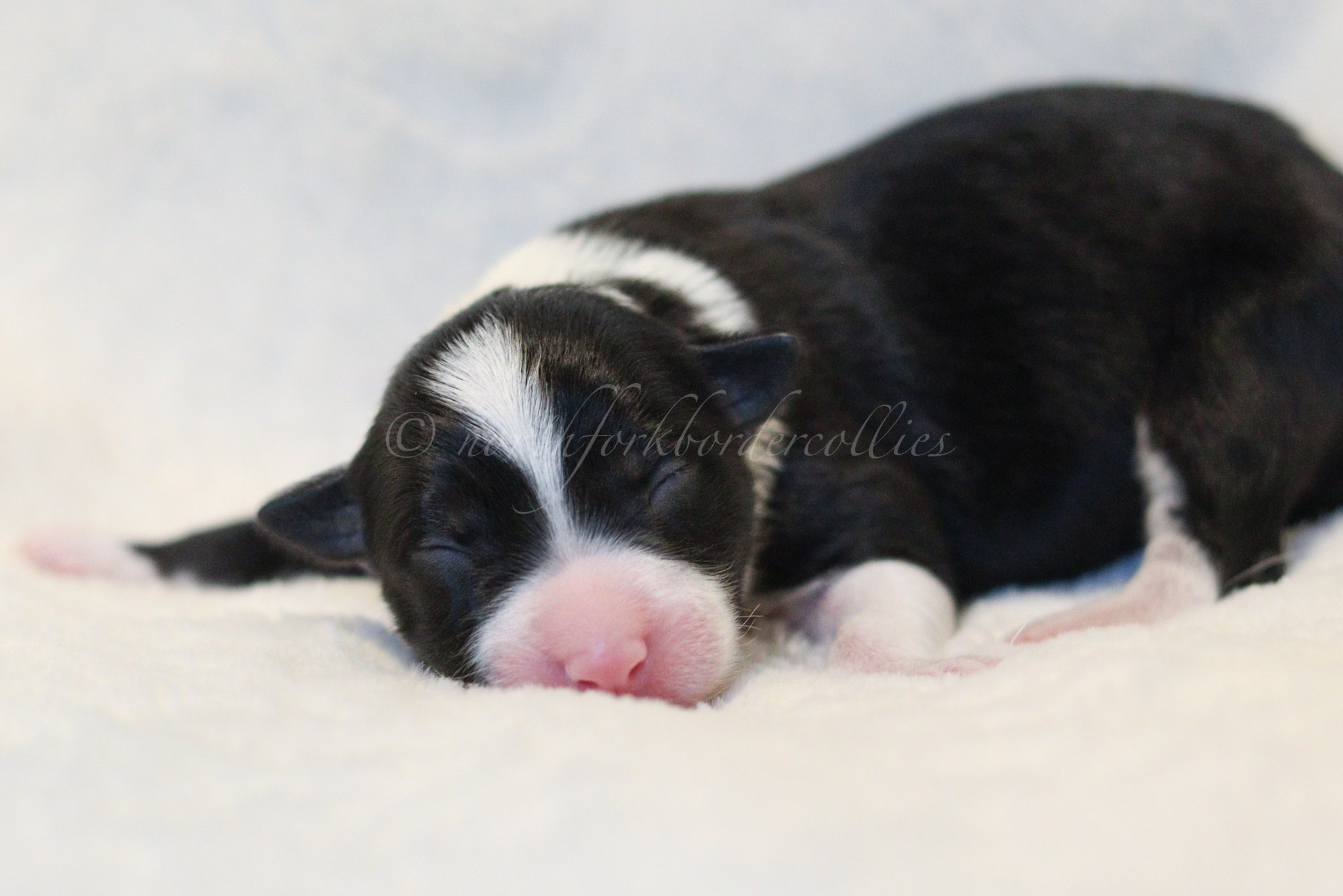 Ashe - black and white female - 3 days old