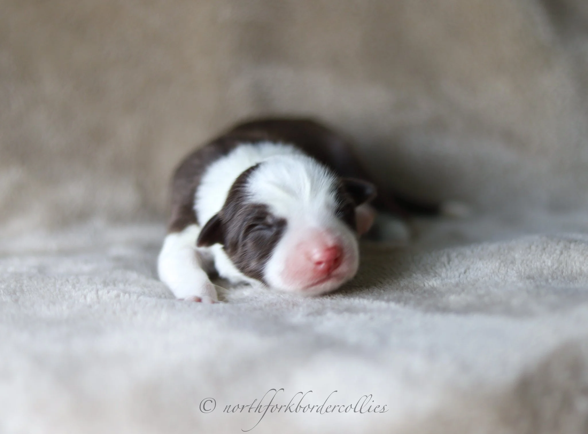 1 day old
