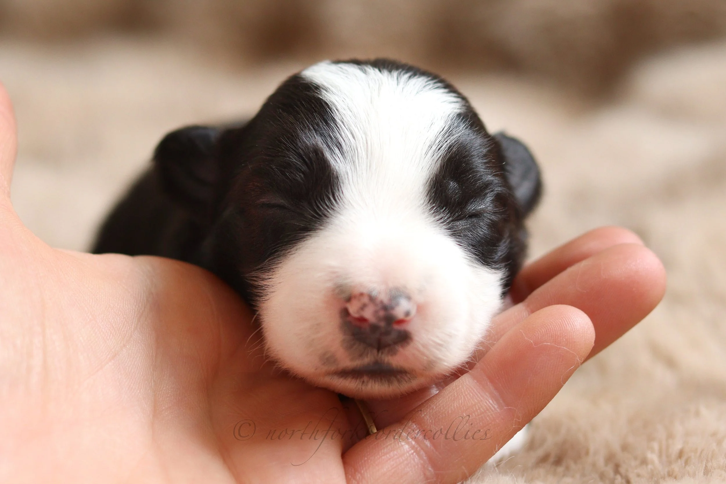 Force - female - 1 week old
