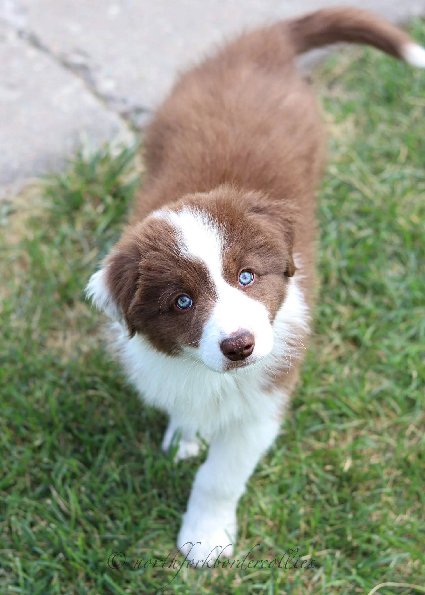 8 weeks old