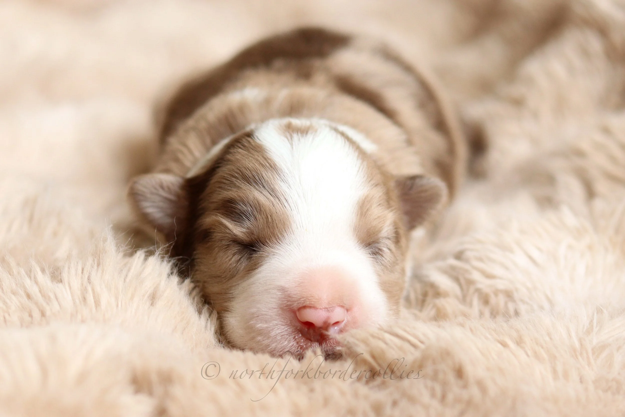 Falcon - male - 1 week old