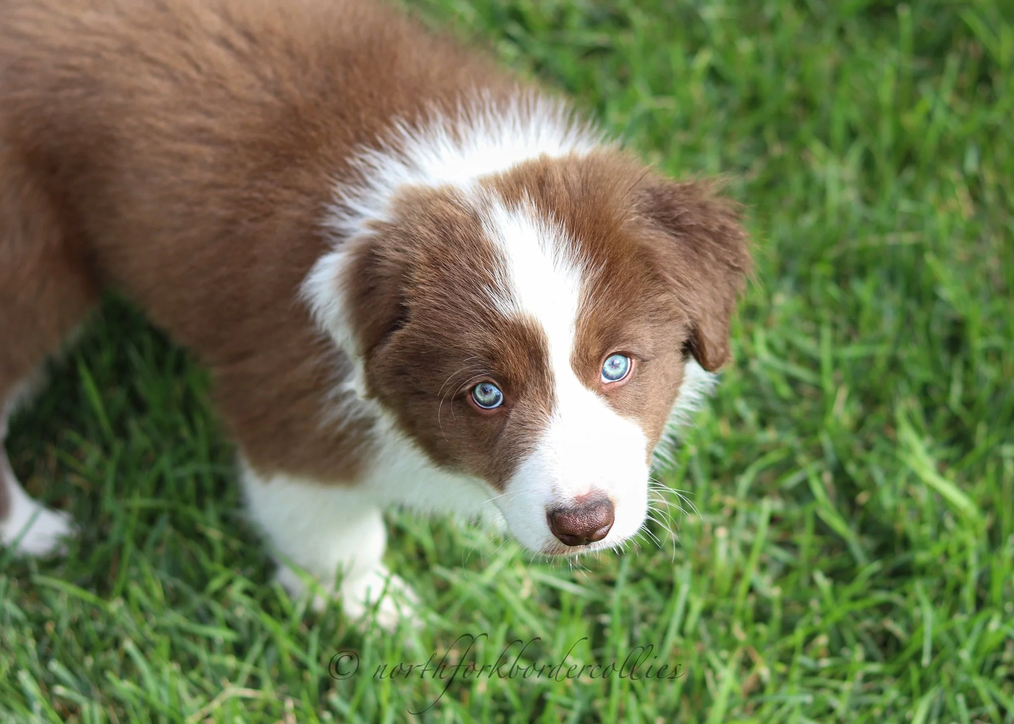 8 weeks old