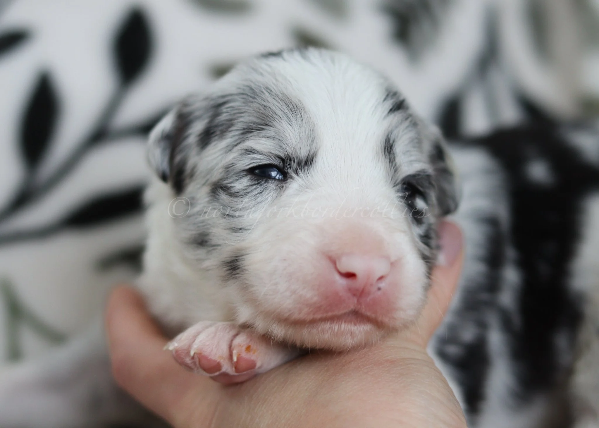 Thresh - blue merle male - 2 weeks old