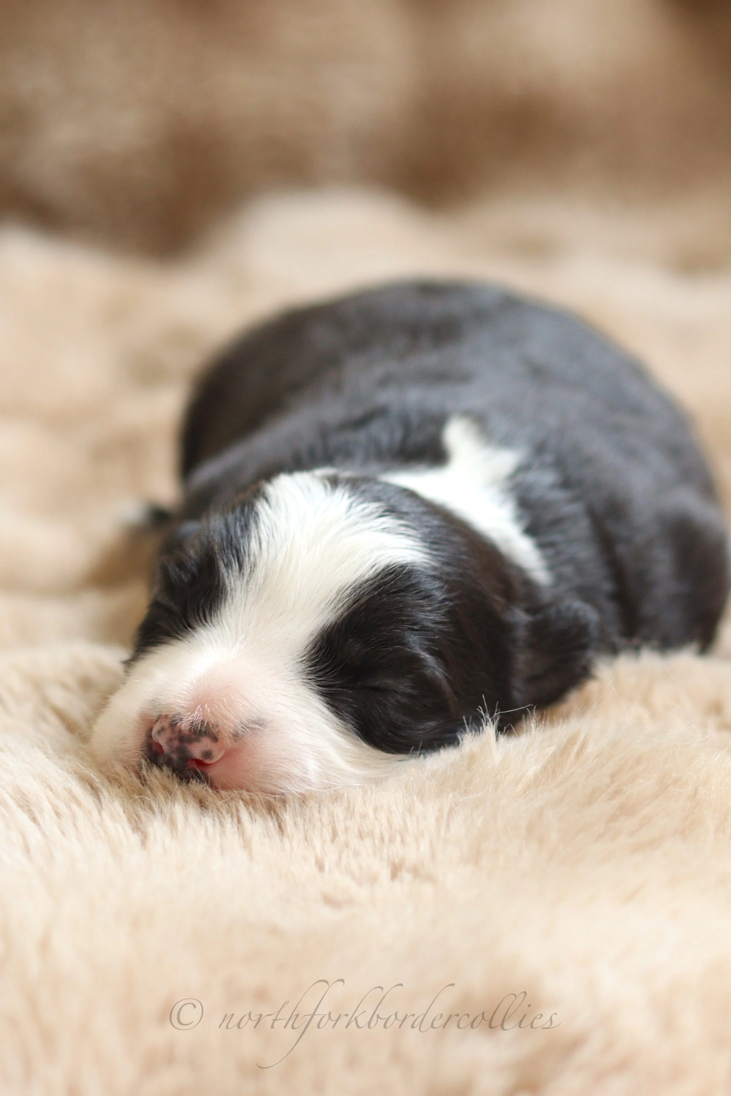 Force - female - 1 week old