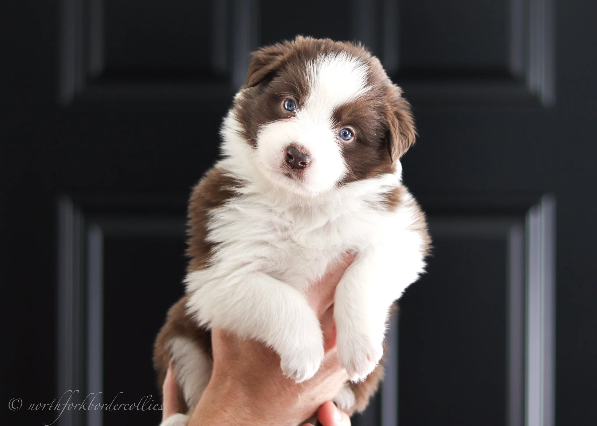 4 weeks old