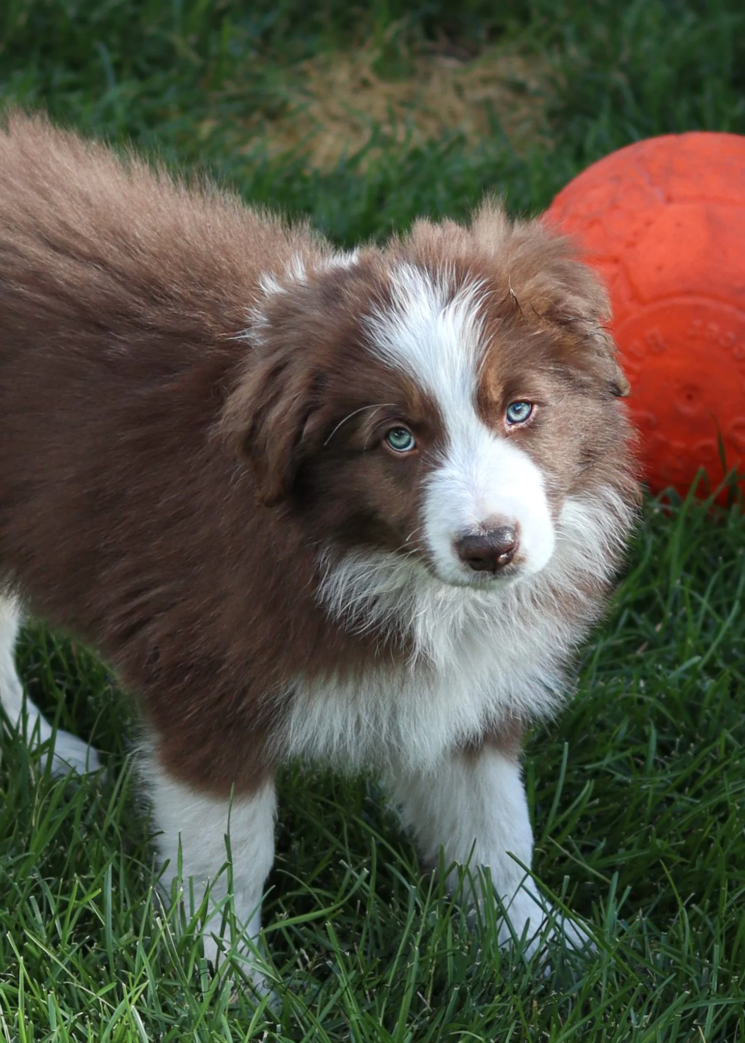 8 weeks old