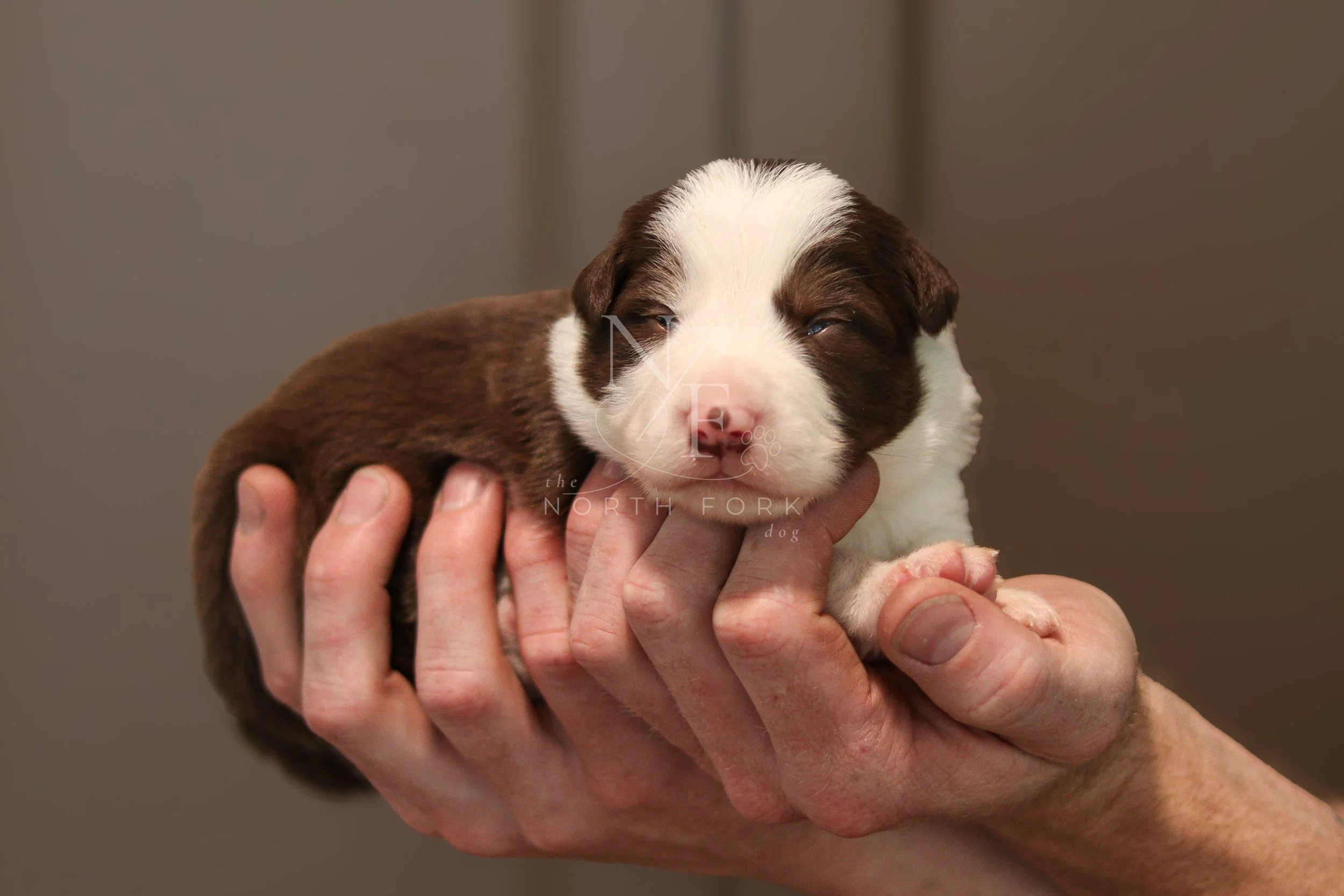 Two weeks old