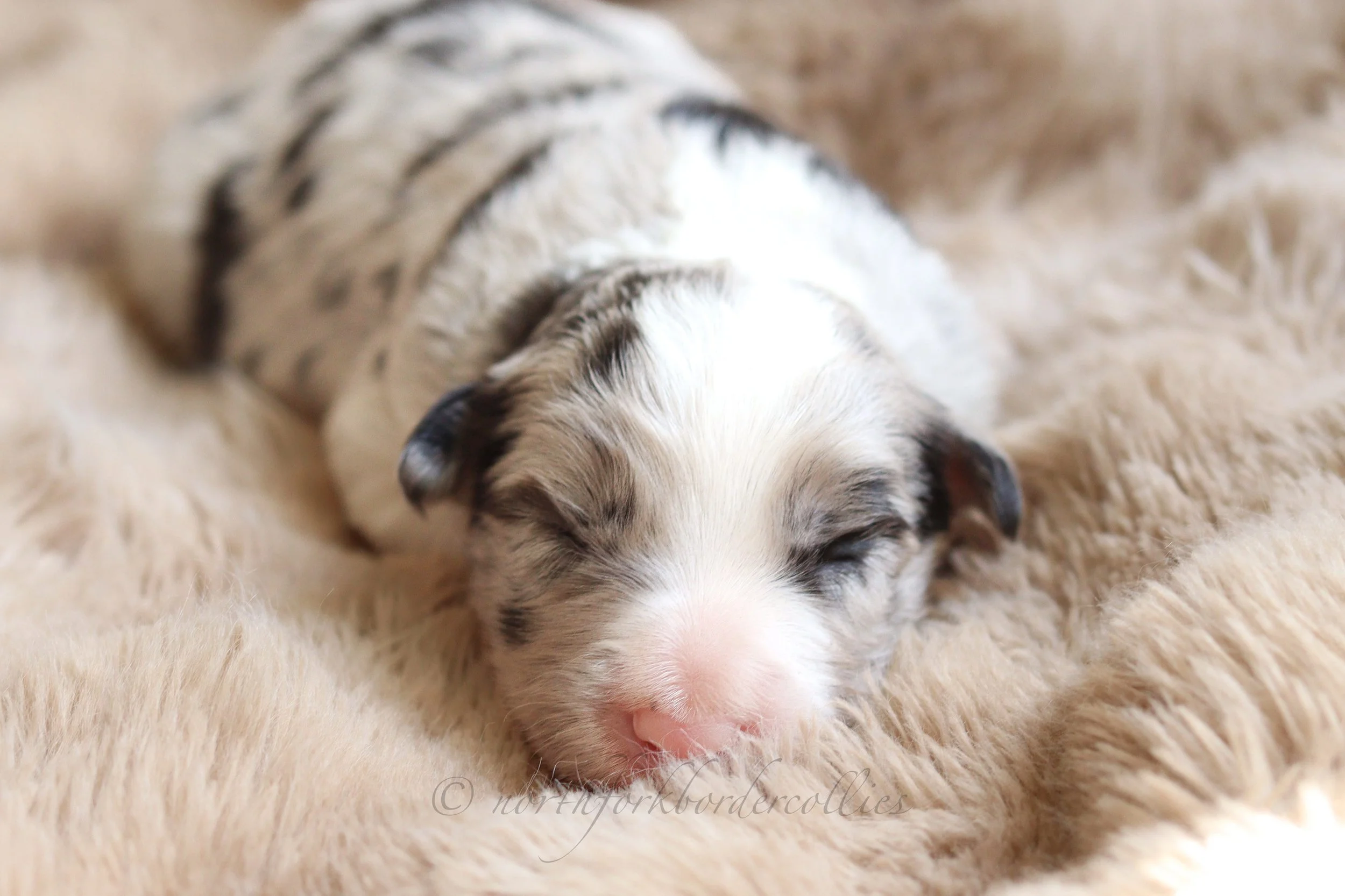 Saber - male - 1 week old