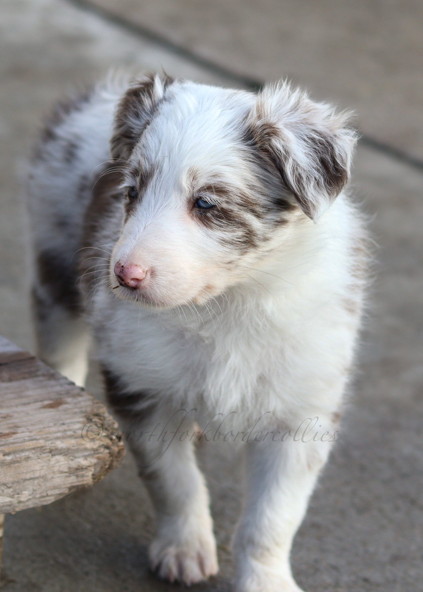 Poppy - red merle female - 6 weeks old