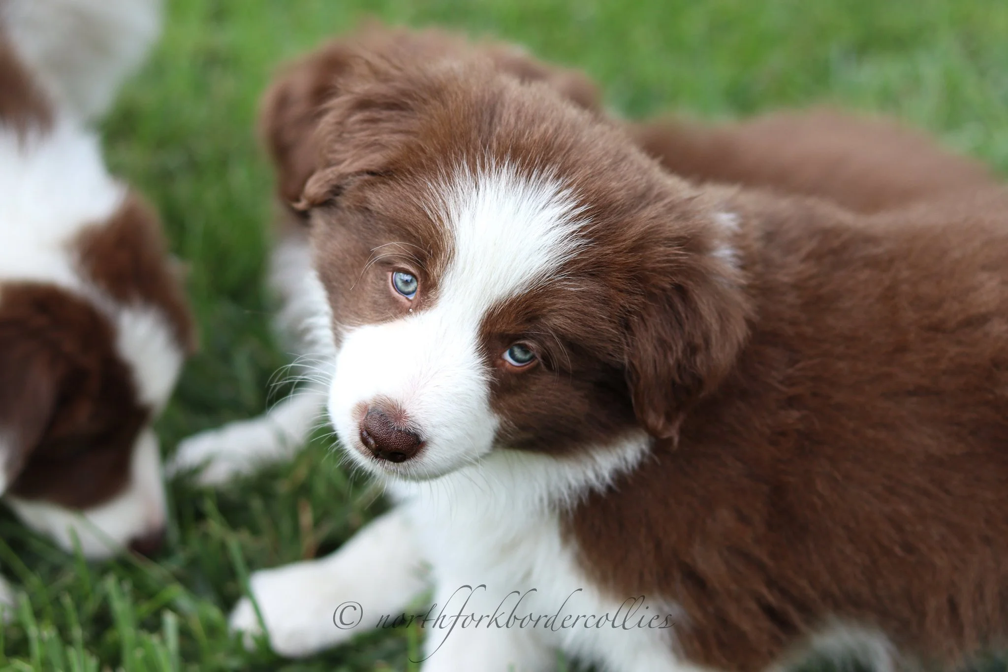 7 weeks old