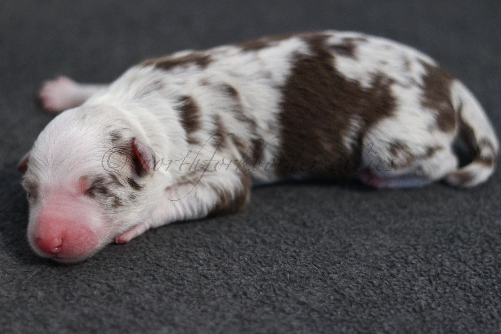 Poppy - red merle female - 1 day old