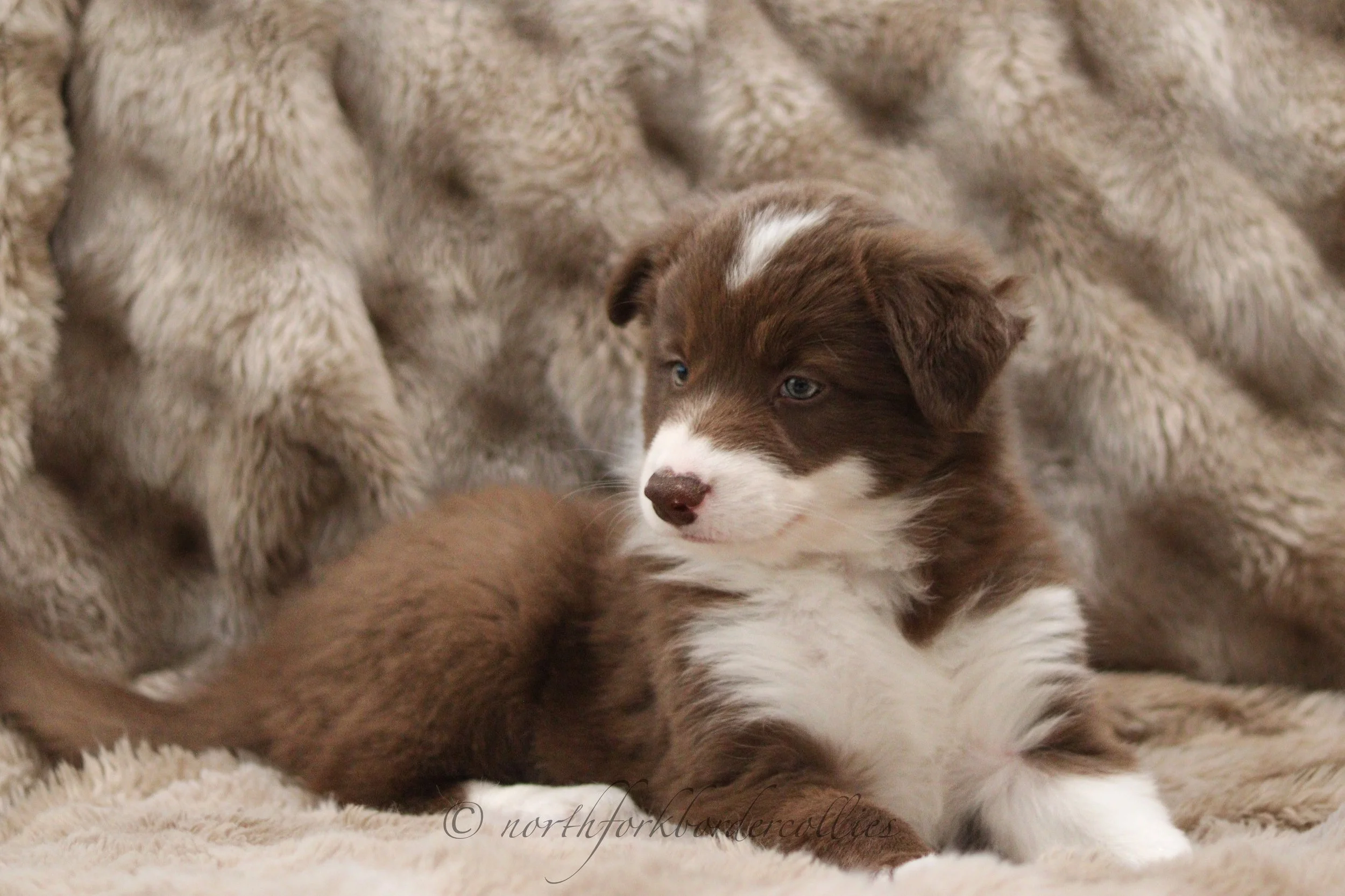 7 weeks old