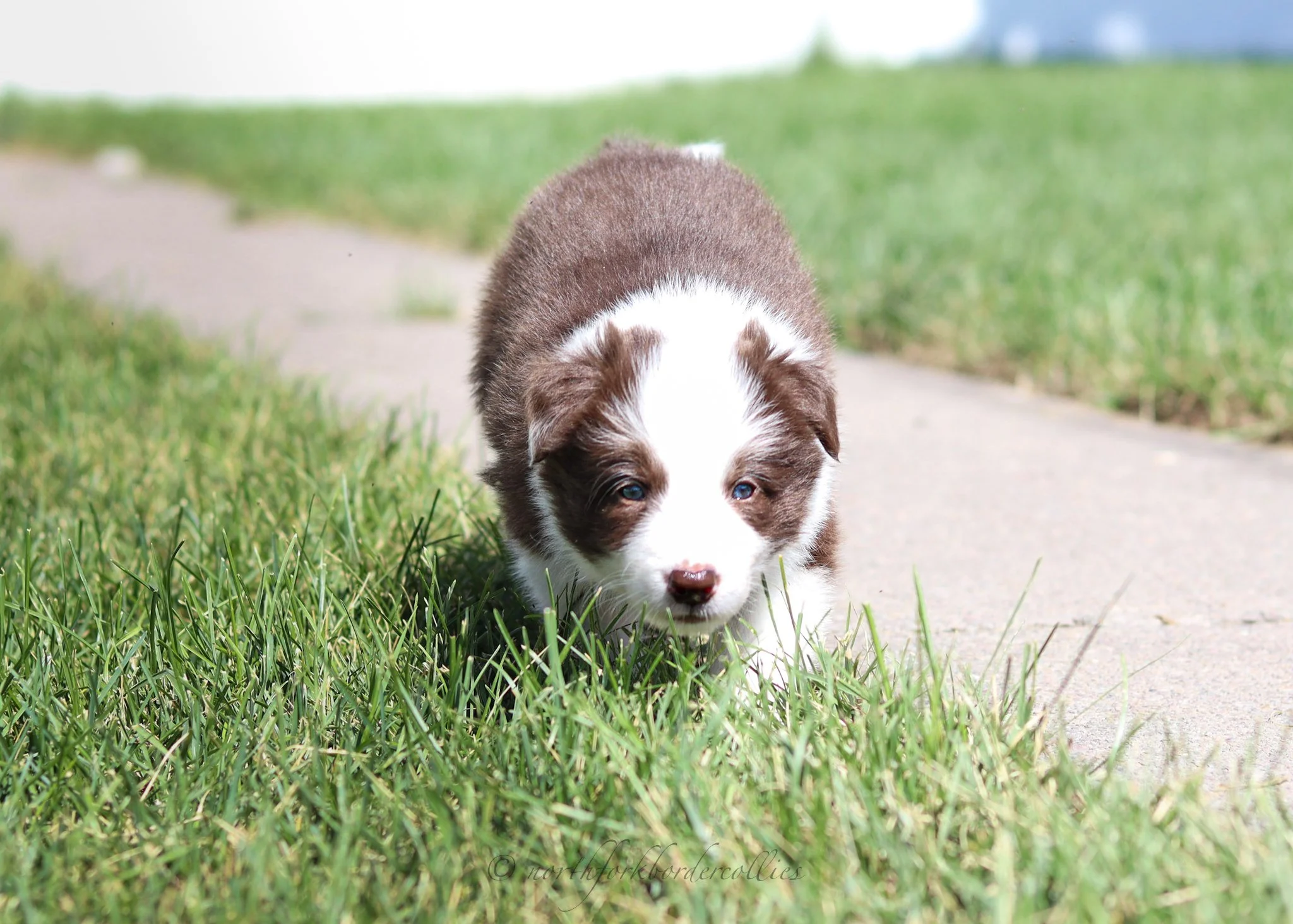 5 weeks old