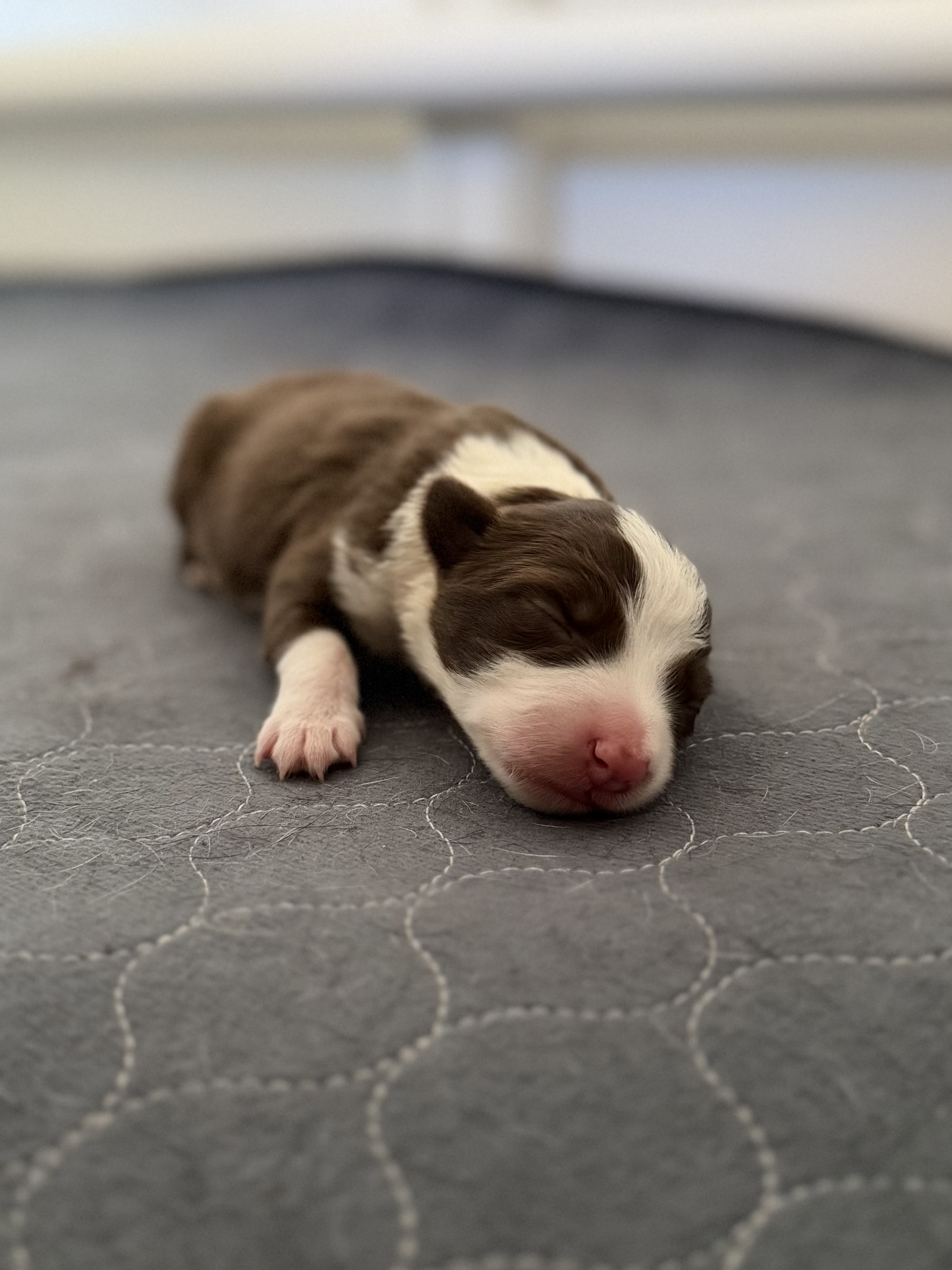 Relic - red and white female - 3 days old