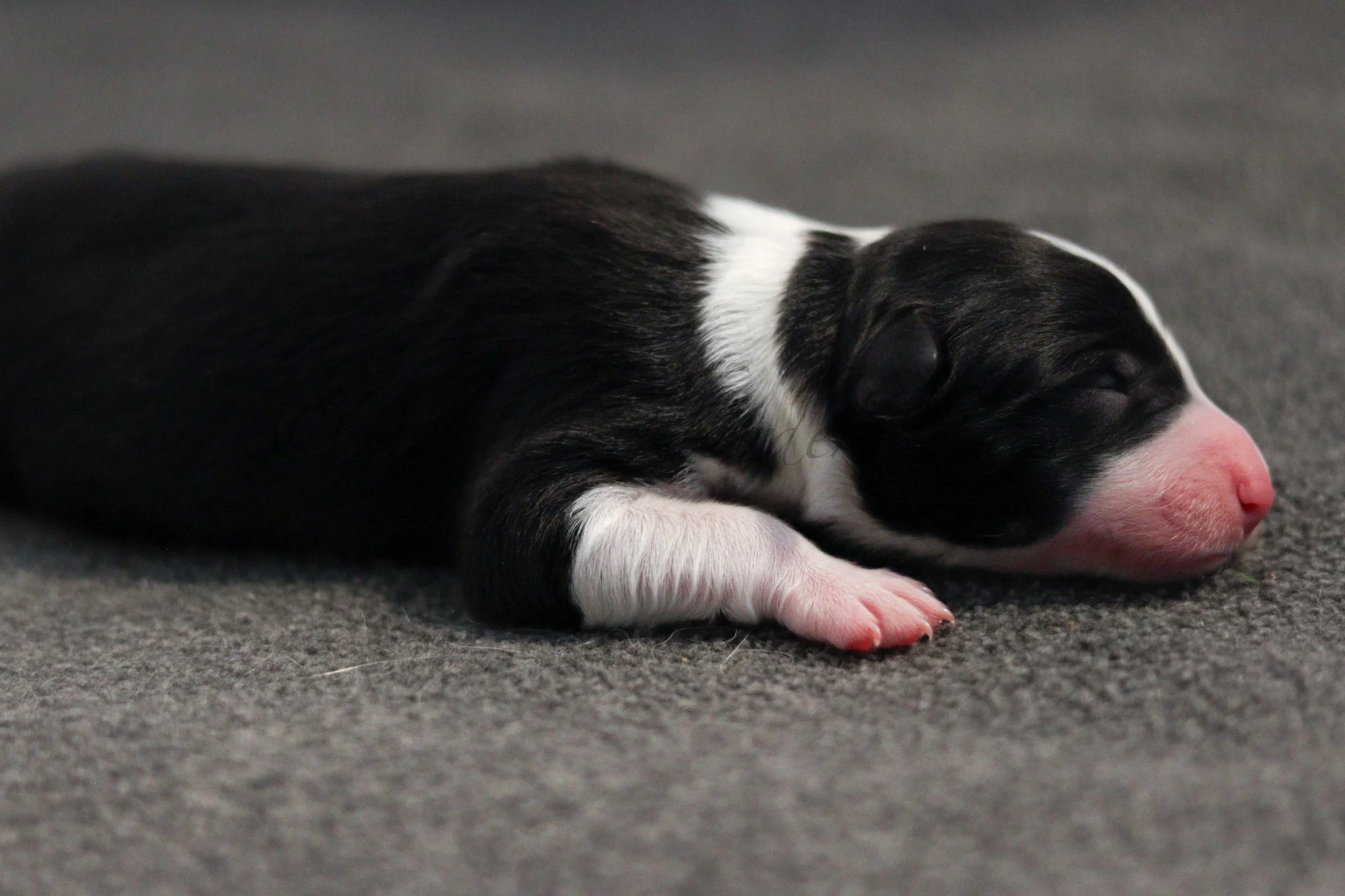 Jinx - black and white female - 1 day old
