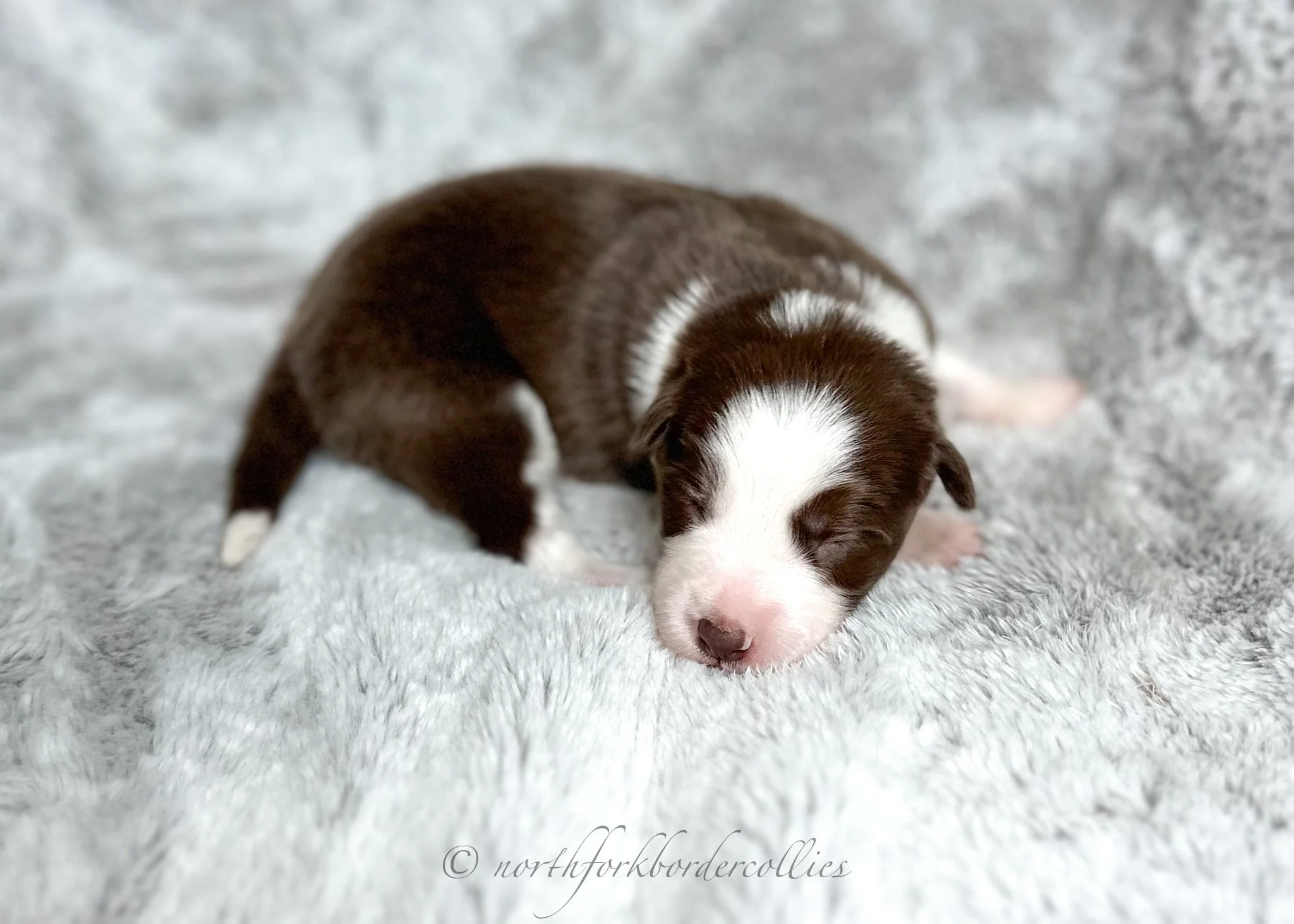 1 week old