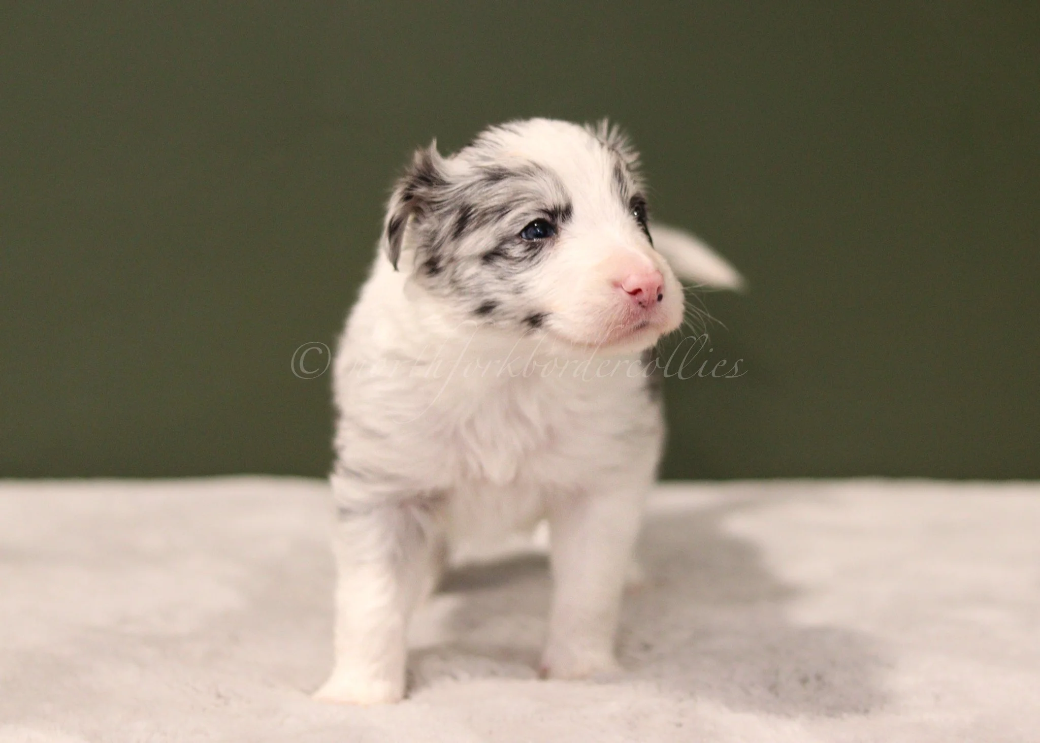 Poppy - red merle female - 4 weeks old