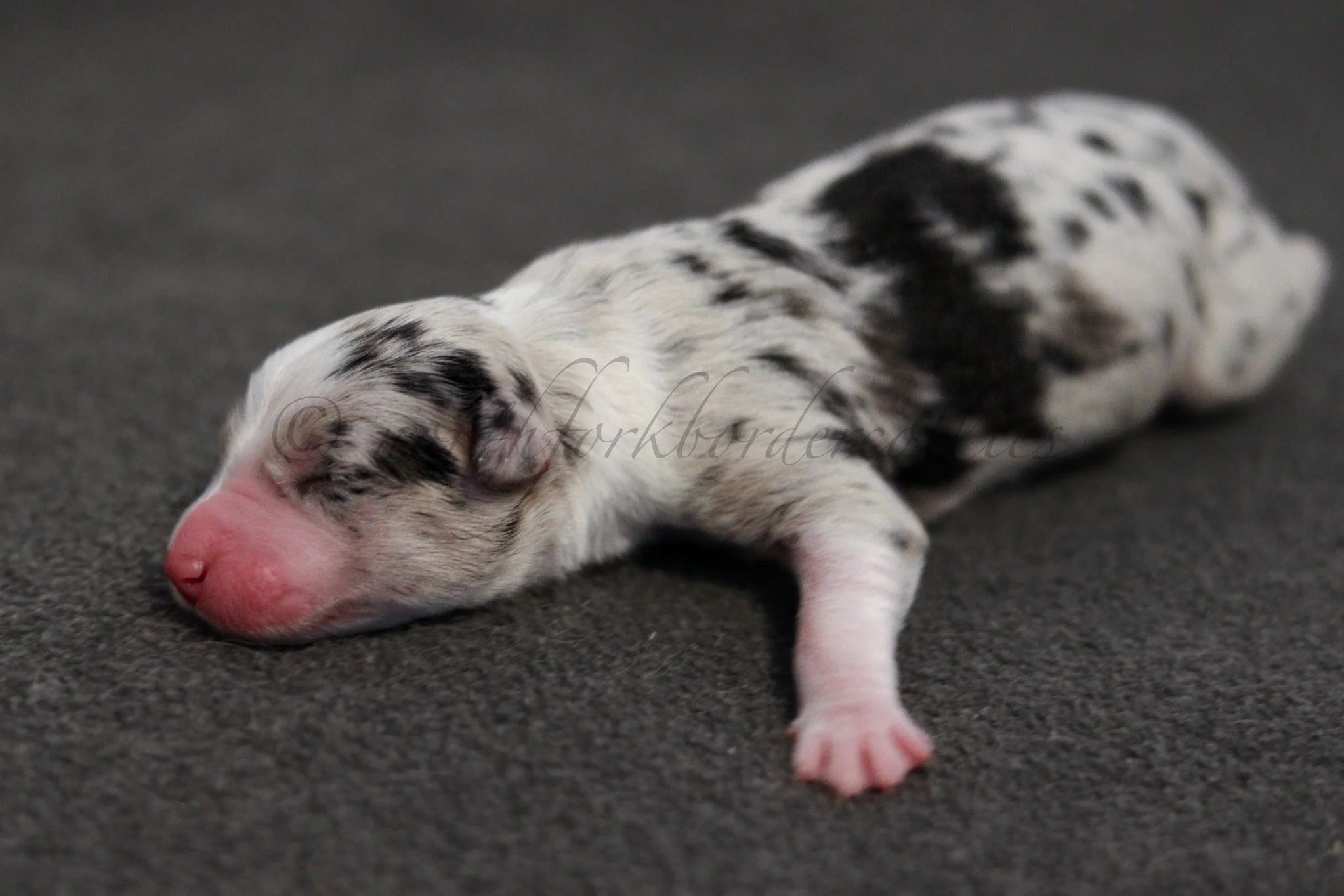 Ornn - blue merle tri male - 1 day old