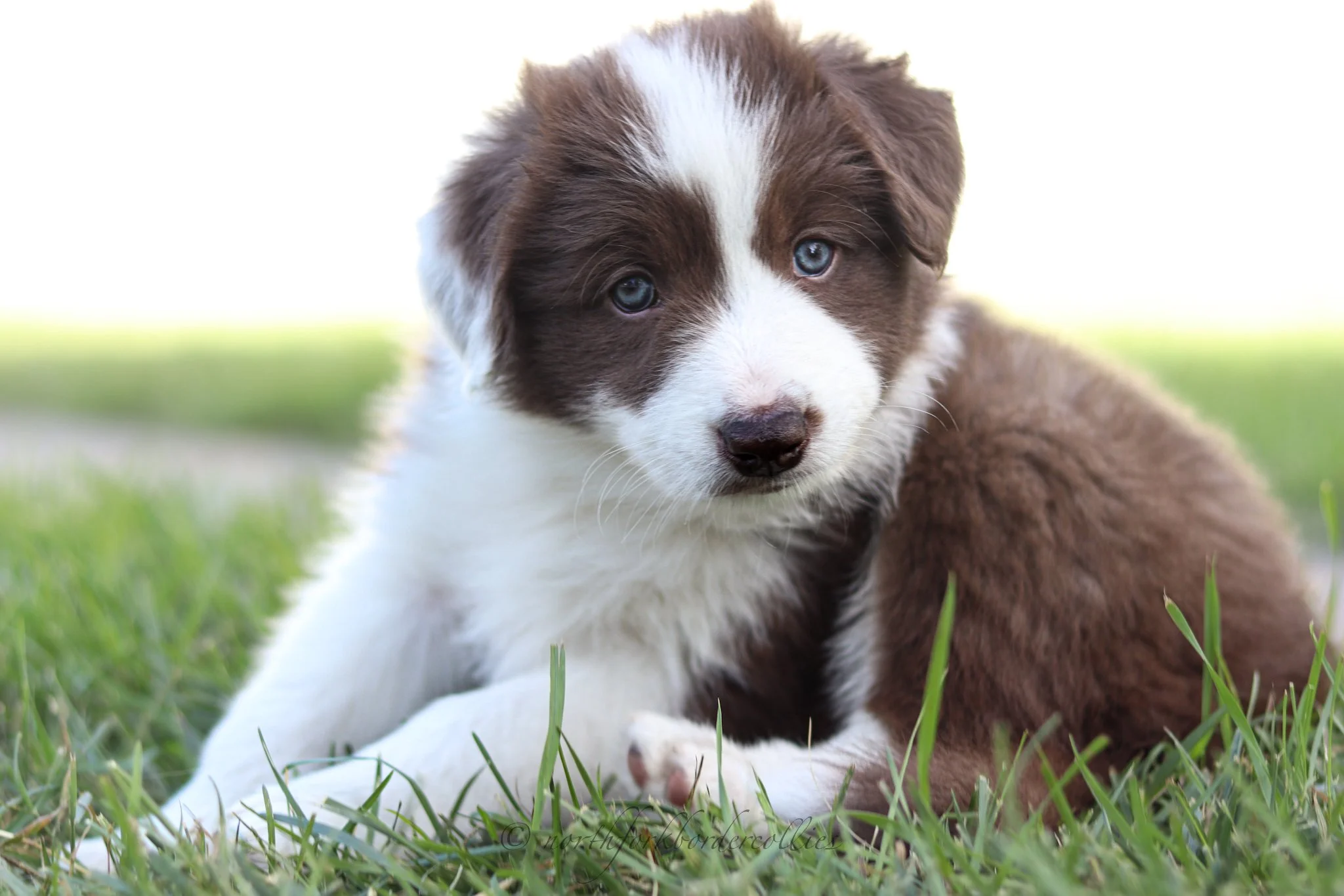 6 weeks old