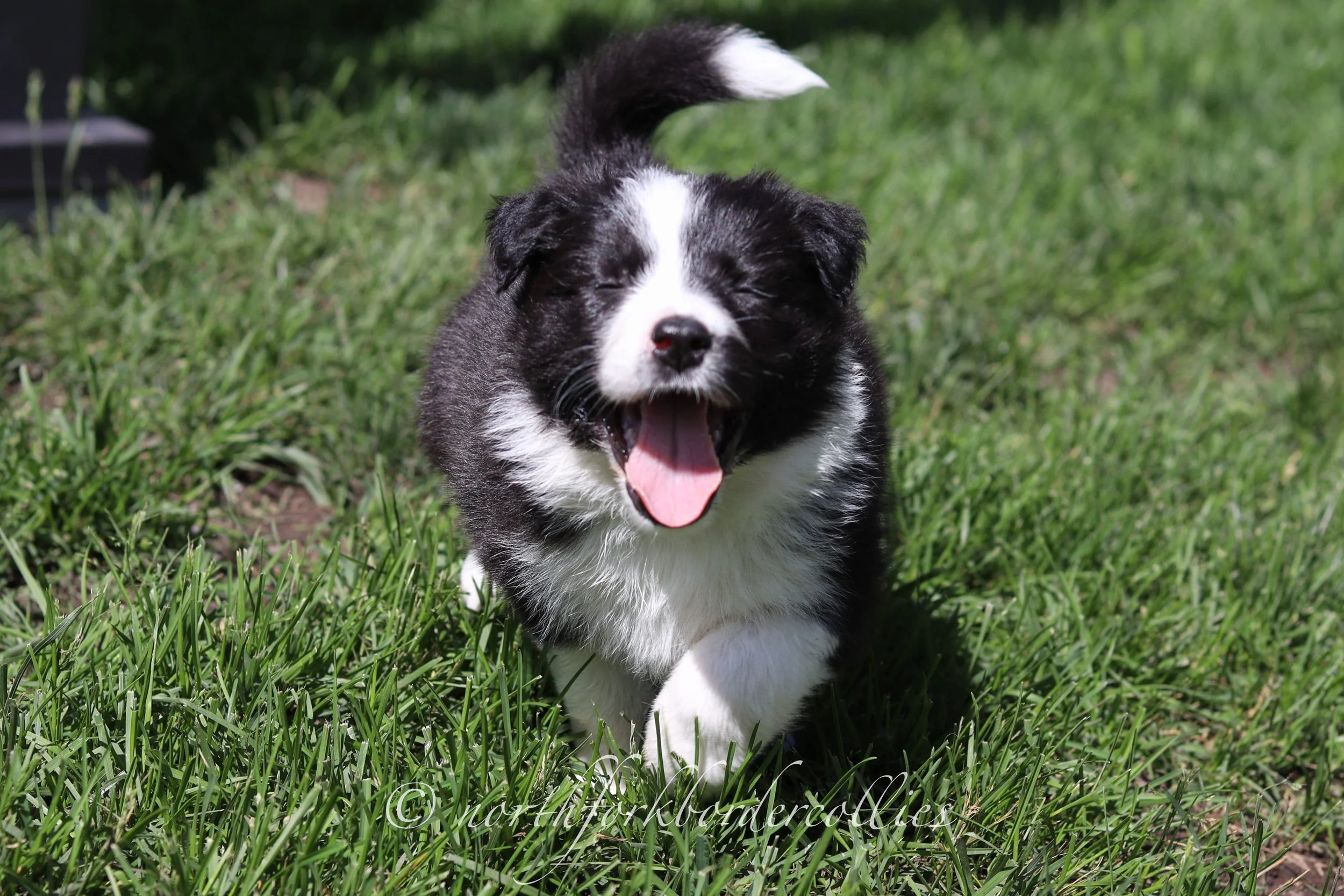Sith - female - 5 weeks old