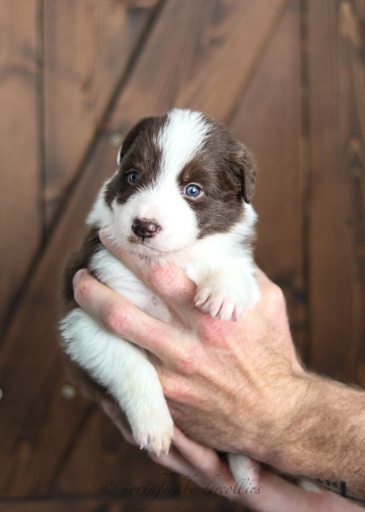 3 weeks old
