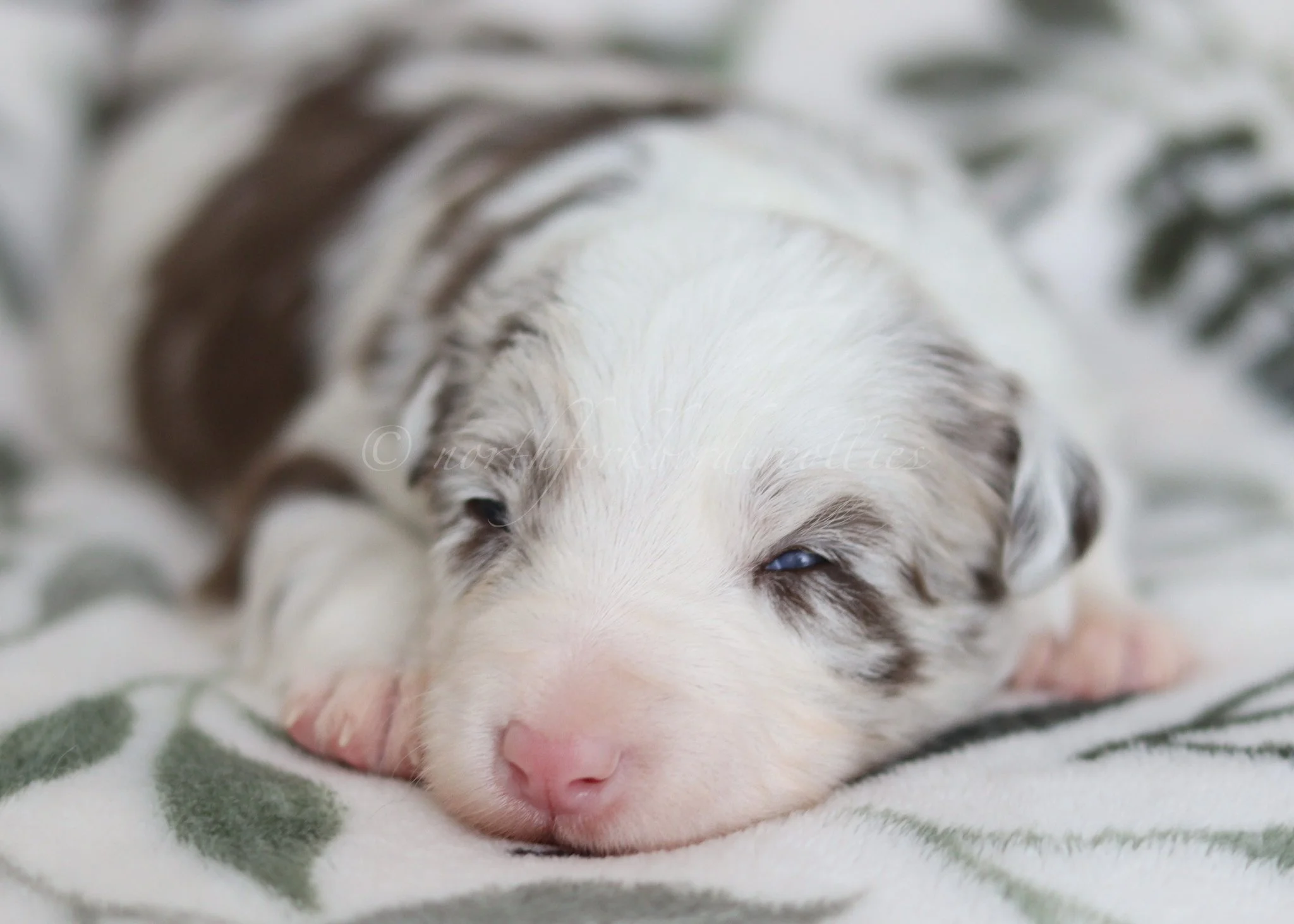 Poppy - red merle female - 2 weeks old