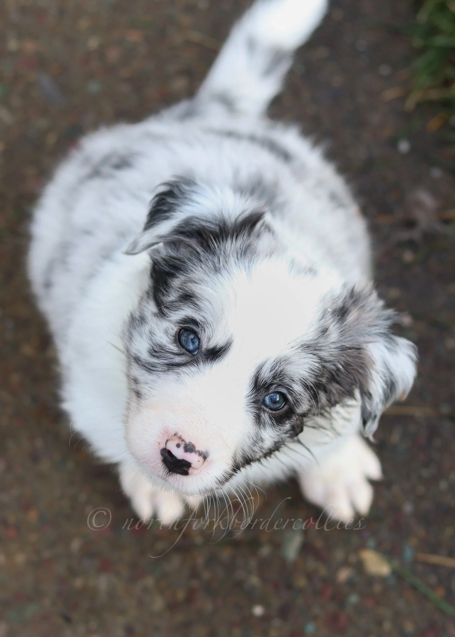 Ryze - blue merle male - 6 weeks old