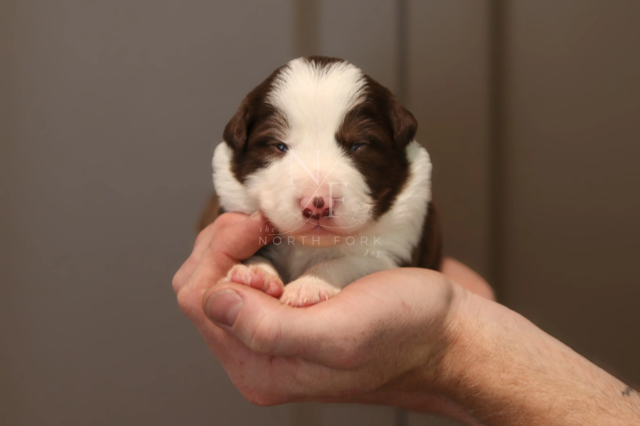 Two weeks old