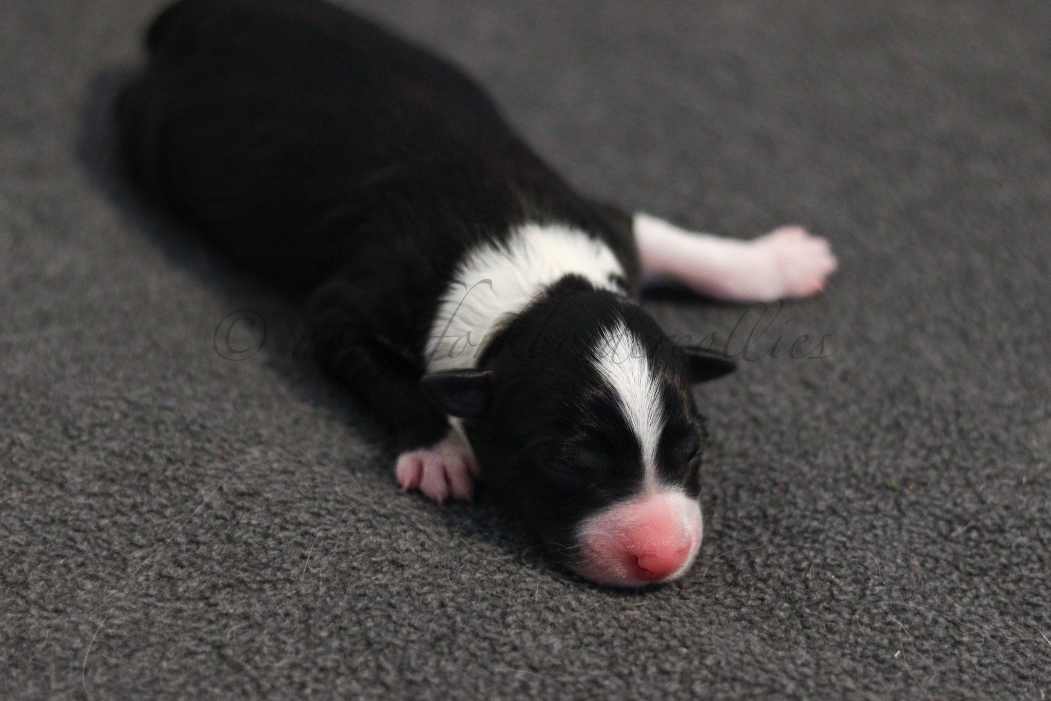 Ashe - black and white female - 1 day old